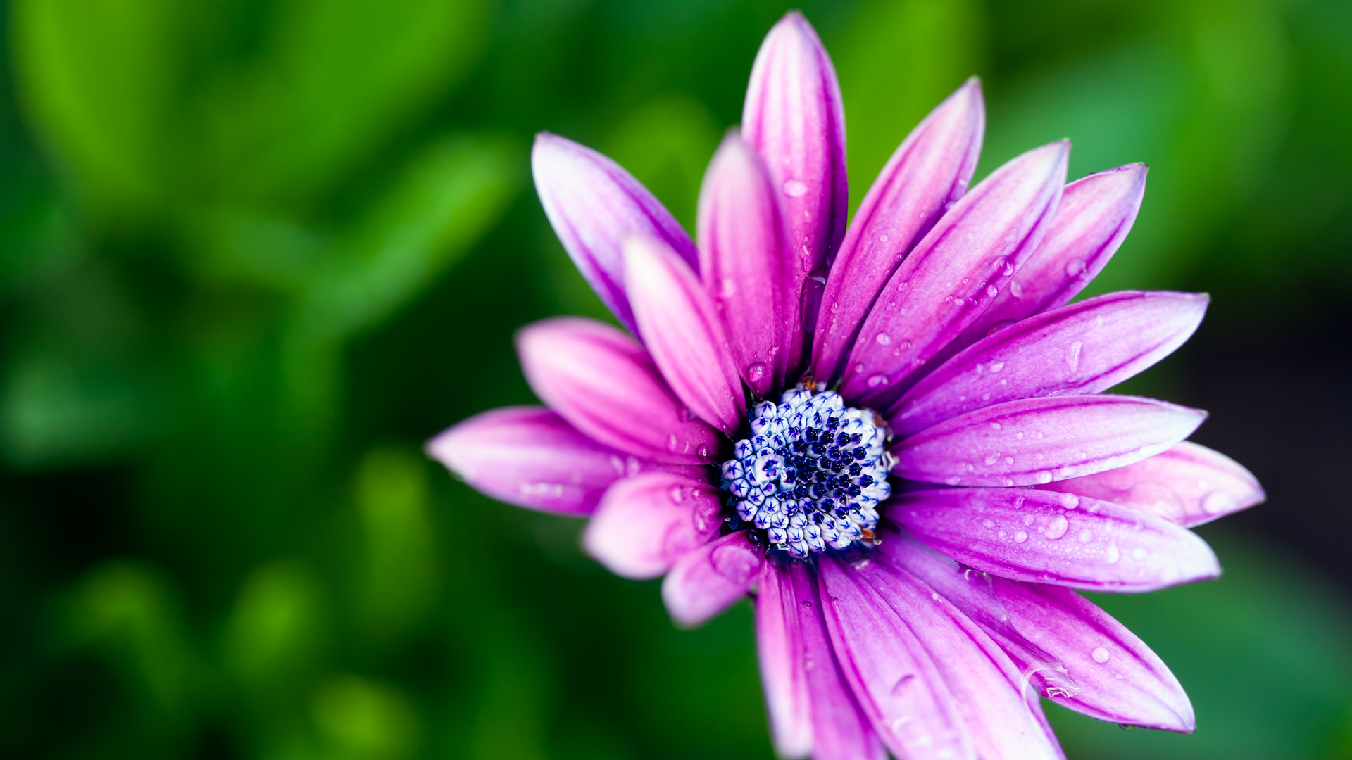 Purple Flower #6974554