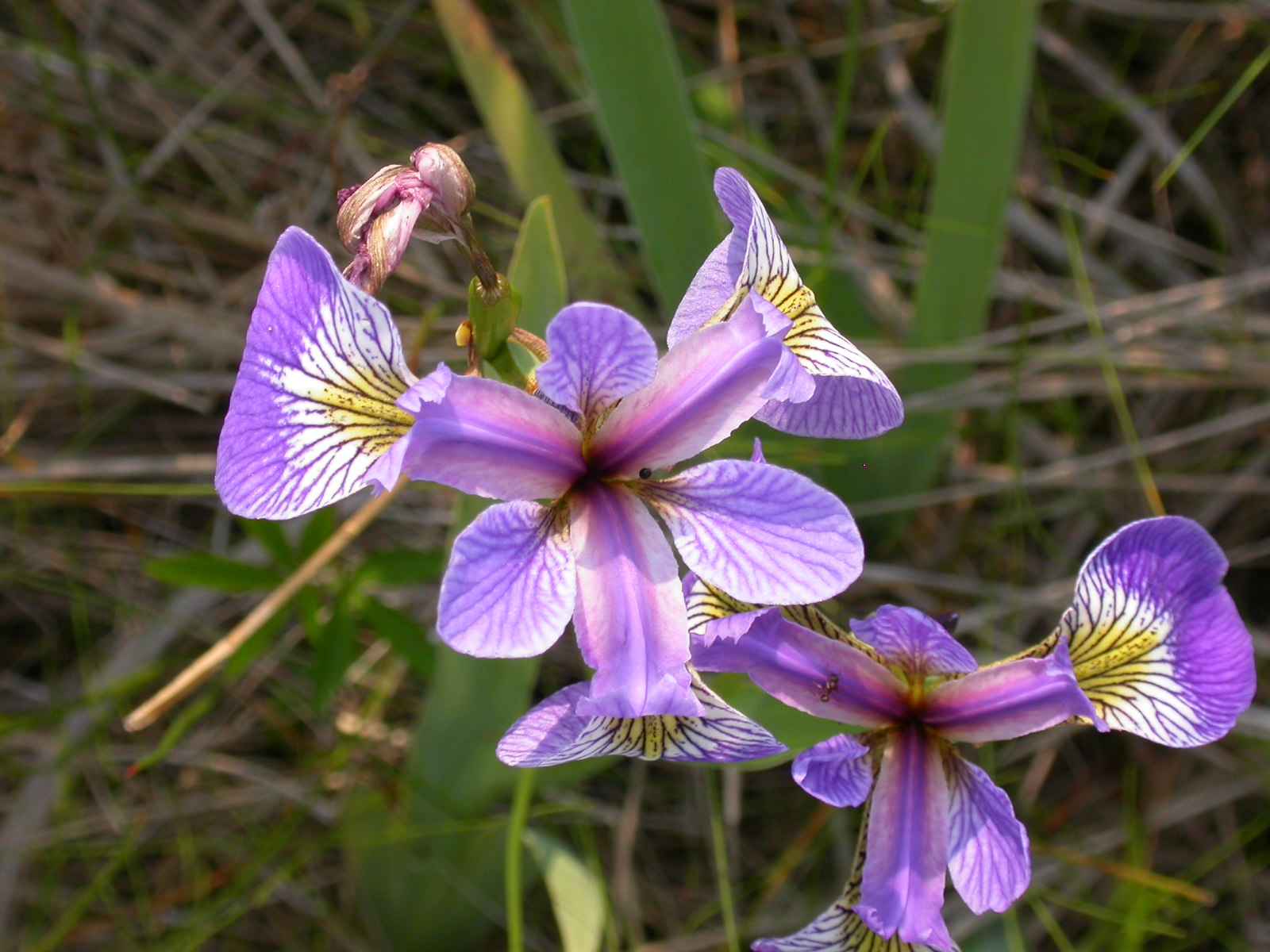 Free picture: iris, purple flower, details, photo