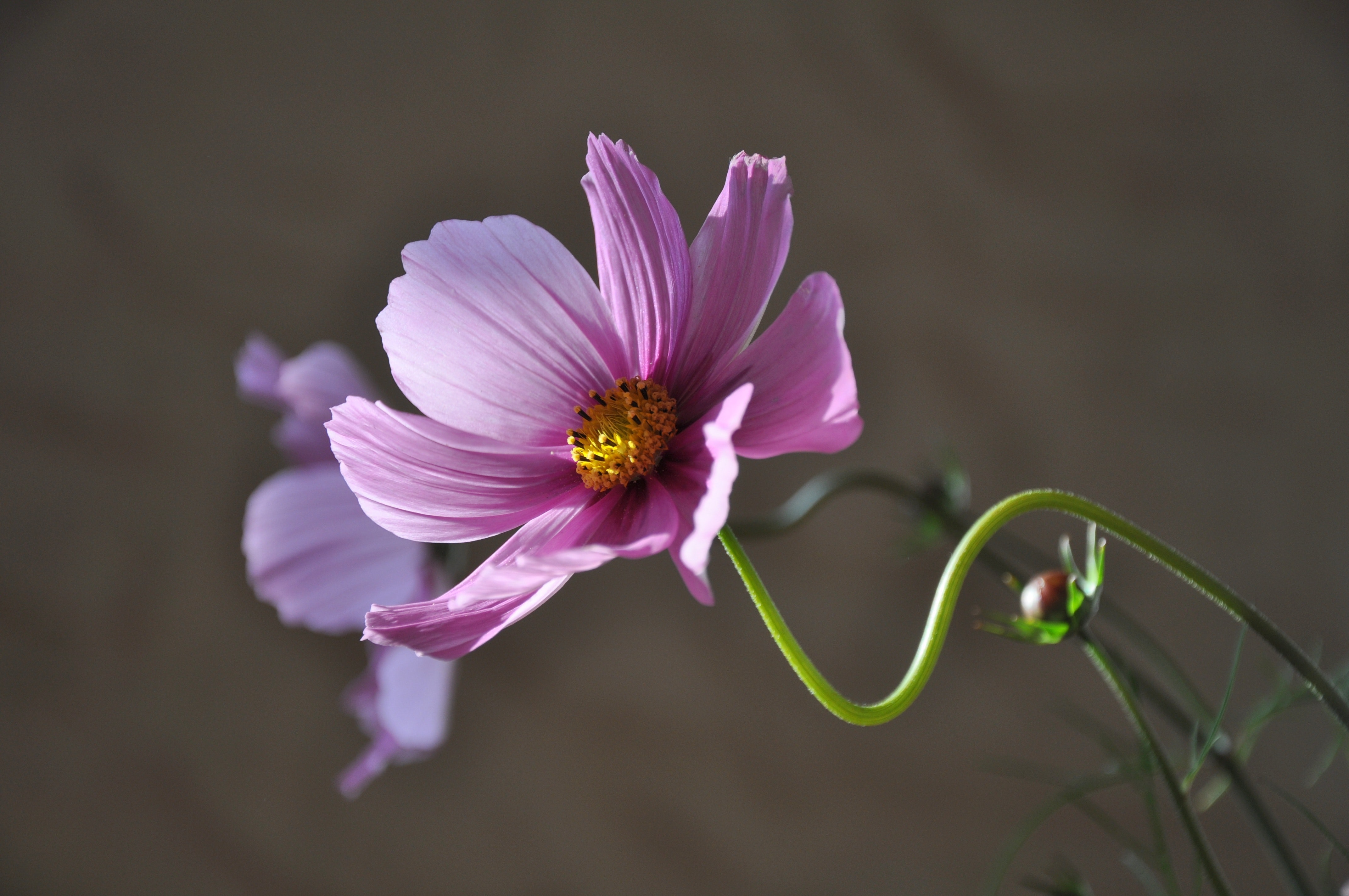 Purple flower during daytime photo