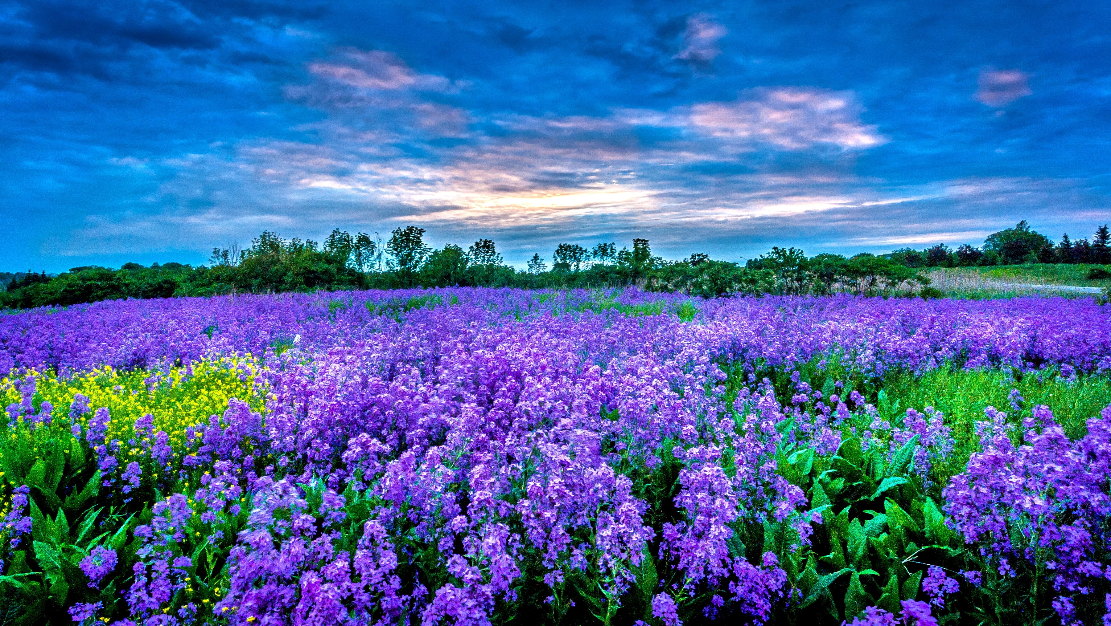 Free photo: Purple Flower Field - Bloom, Blossom, Field ...