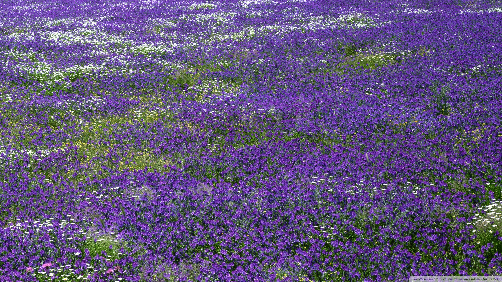 Field Of Purple Flowers ❤ 4K HD Desktop Wallpaper for 4K Ultra HD TV