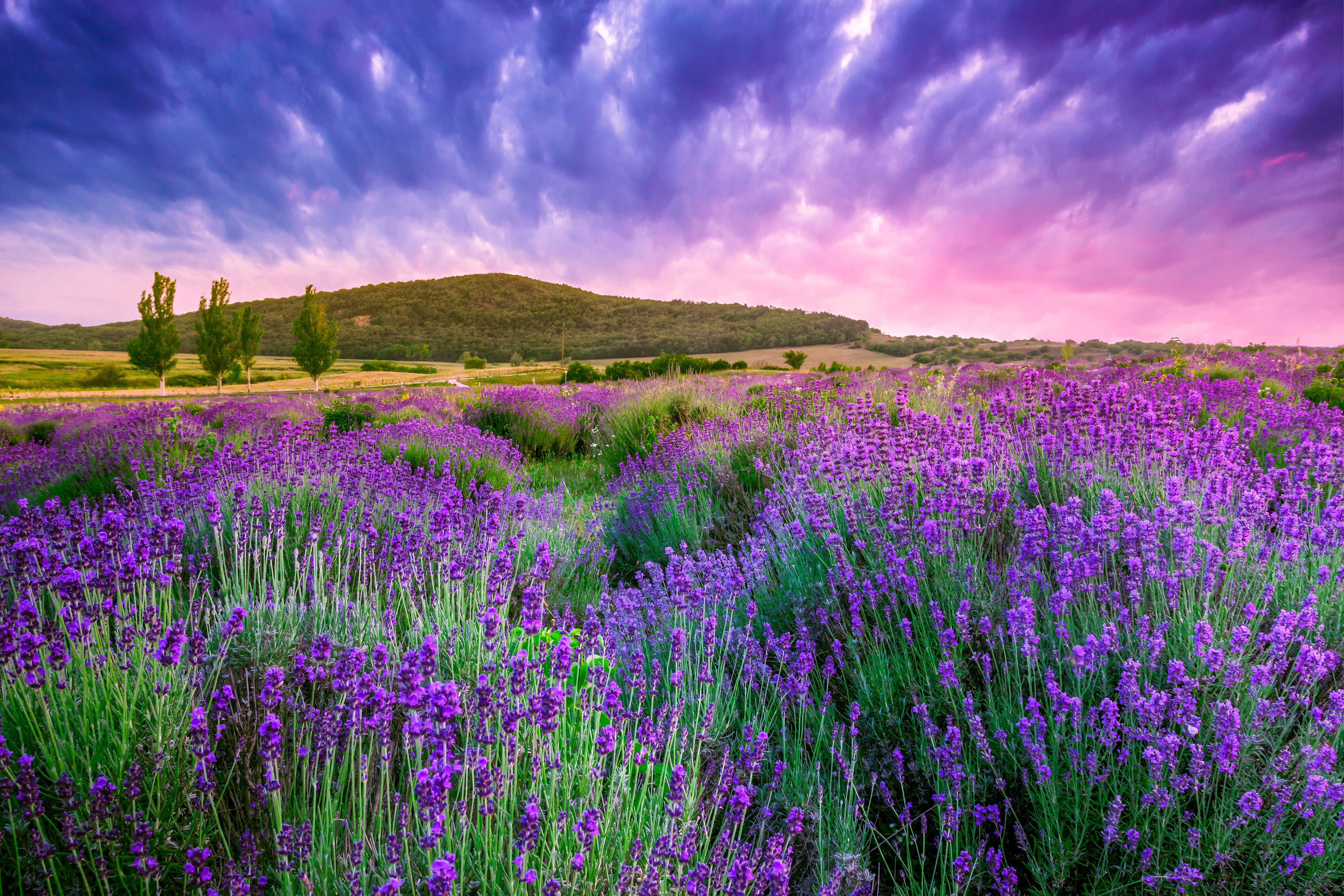 Flowers: Purple Flowers Sunset Lavendel Sky Lavesnder Clouds ...