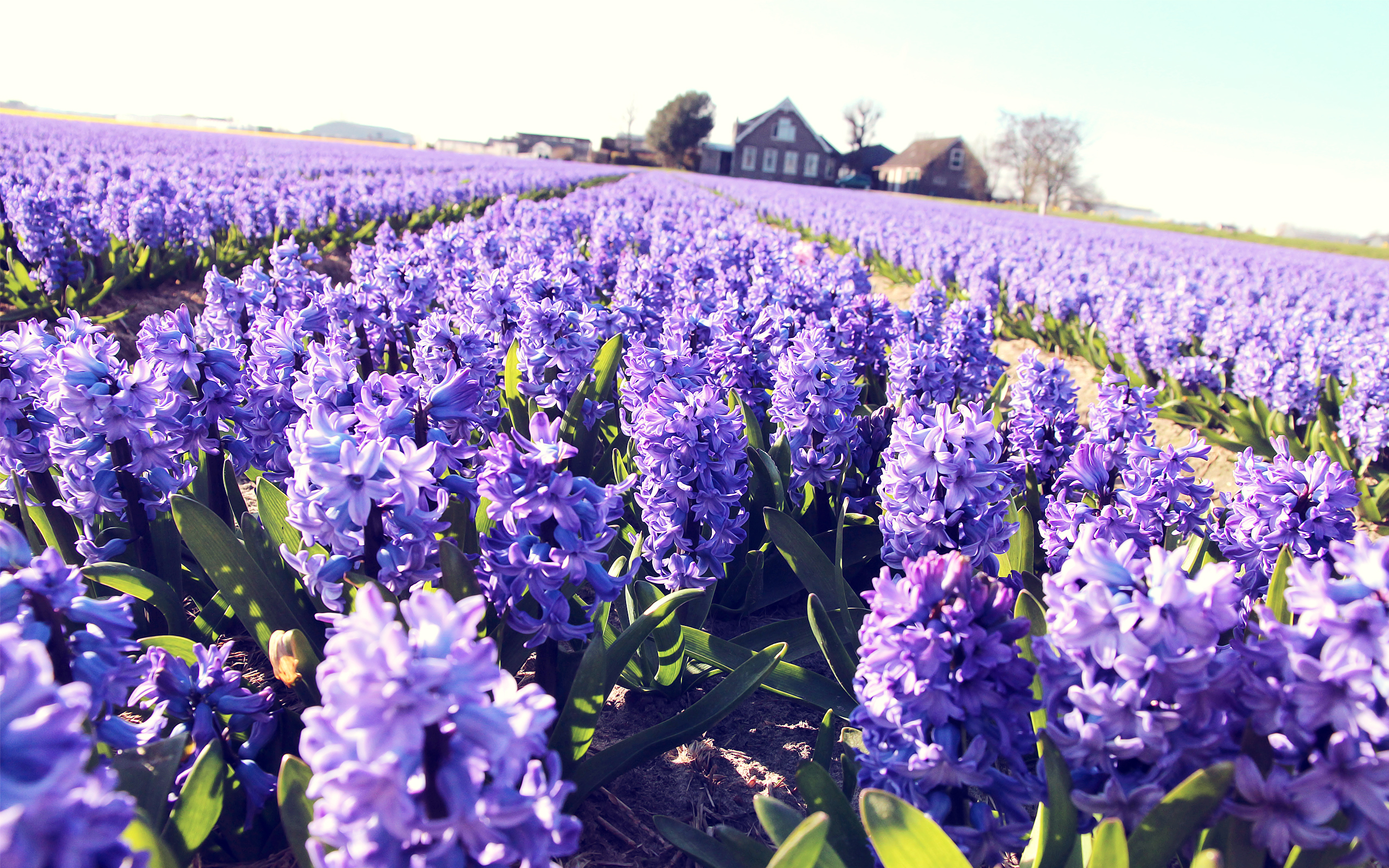 Lilac, purple, lavender, bokeh, photo, hd, wallpaper, plant, nature ...