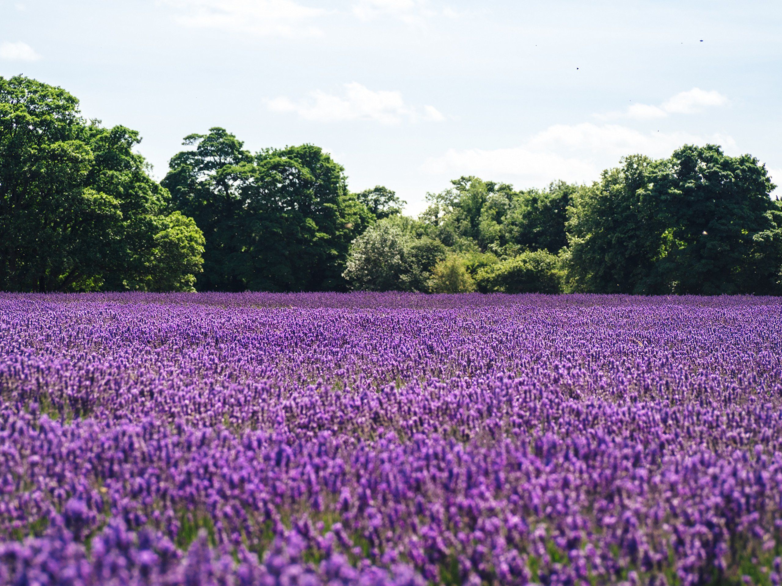 Purple Flower Field. This is a purple flower field fine art print ...