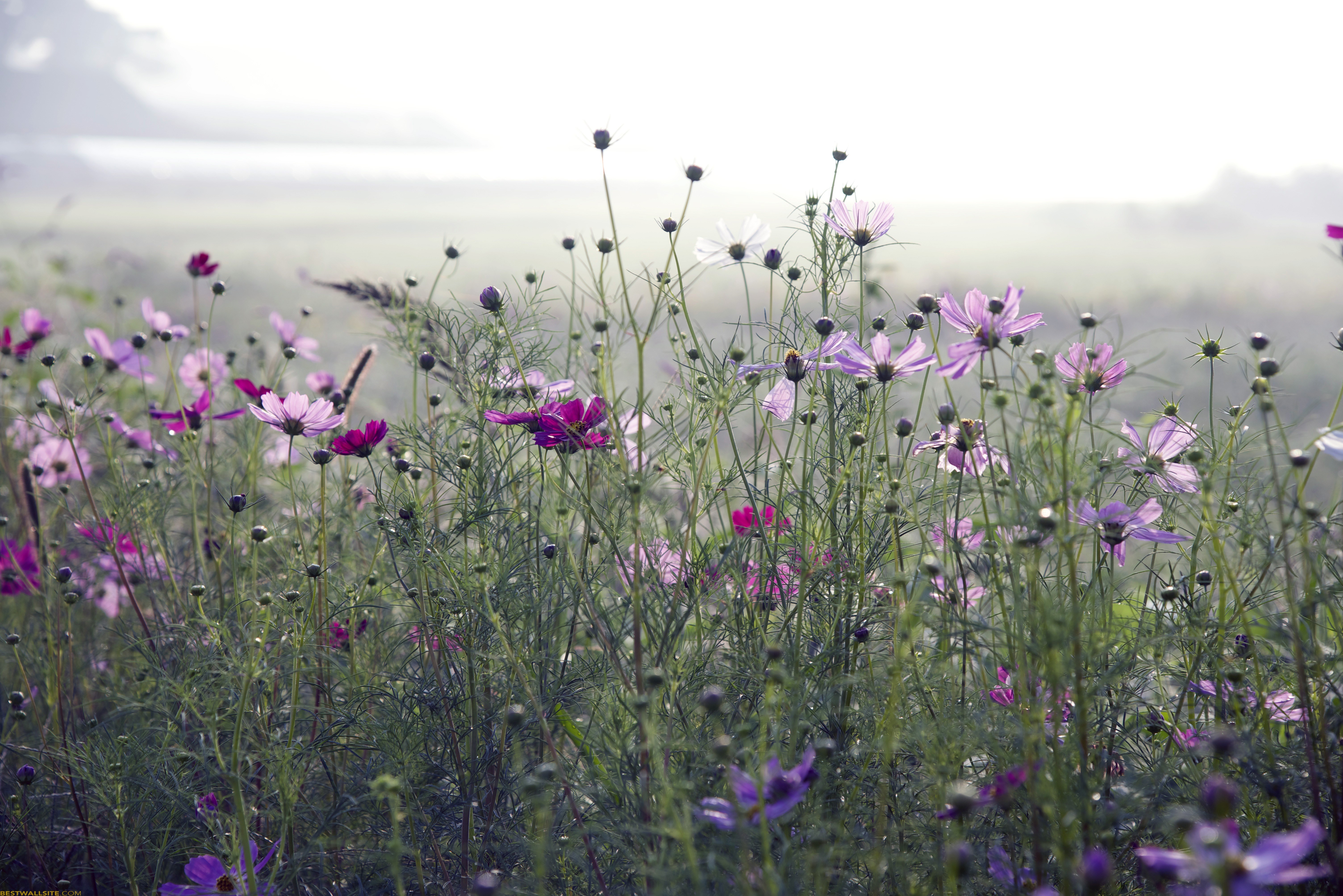 Purple Flower Field | BestWallSite.com