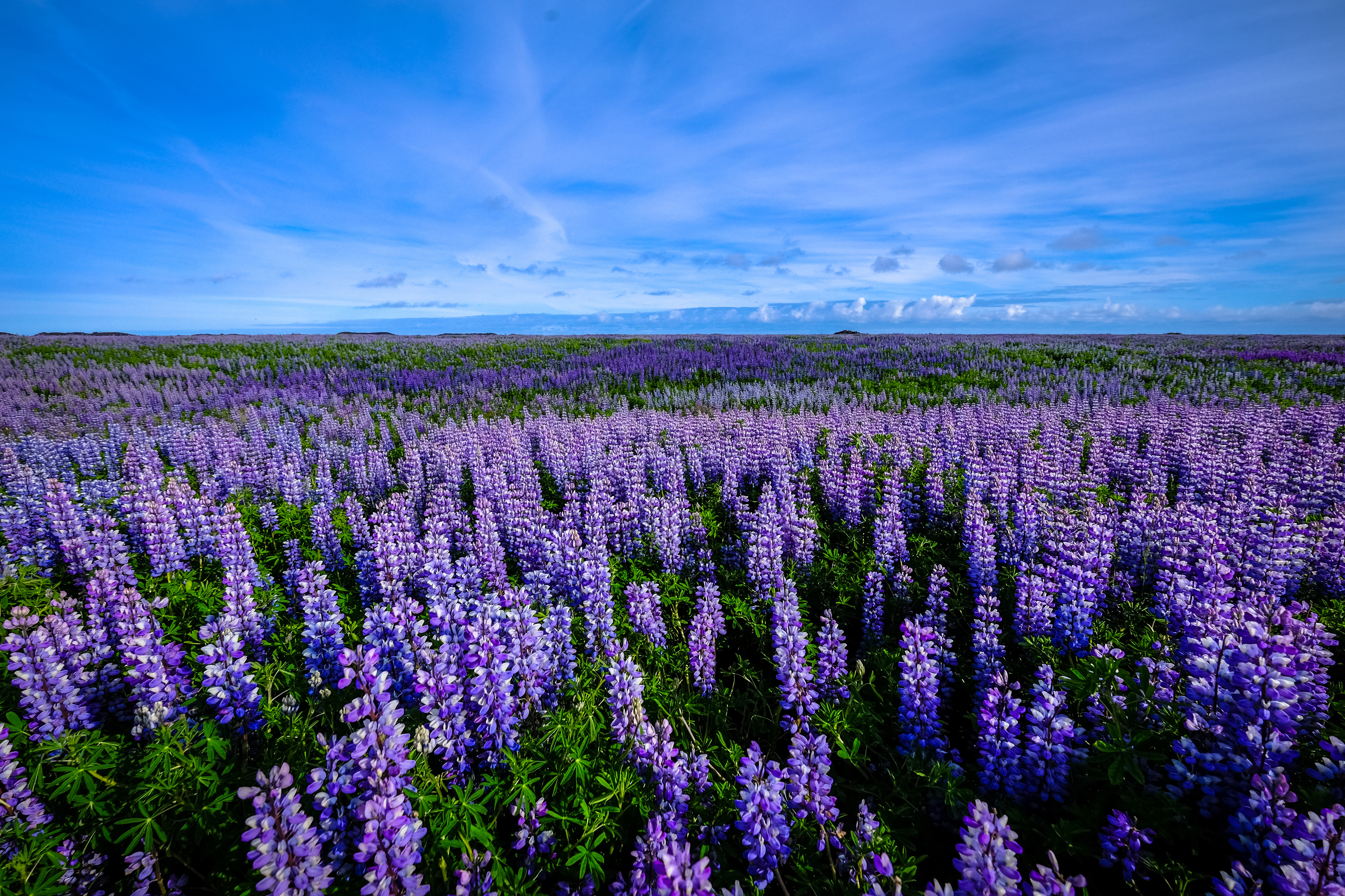 Purple Flower Field landscape image - Free stock photo - Public ...