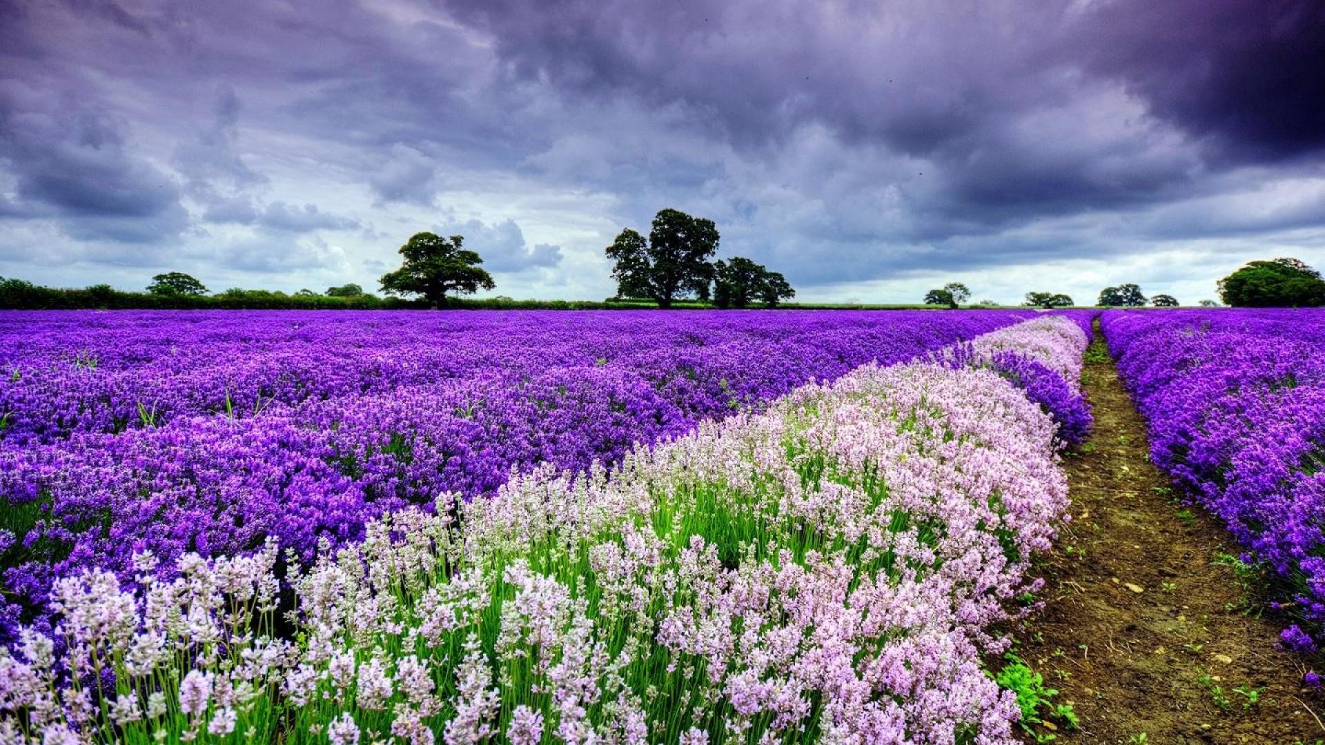 Fields: Nature Horizon Field Sky Purple Flower Wallpapers Of Green ...