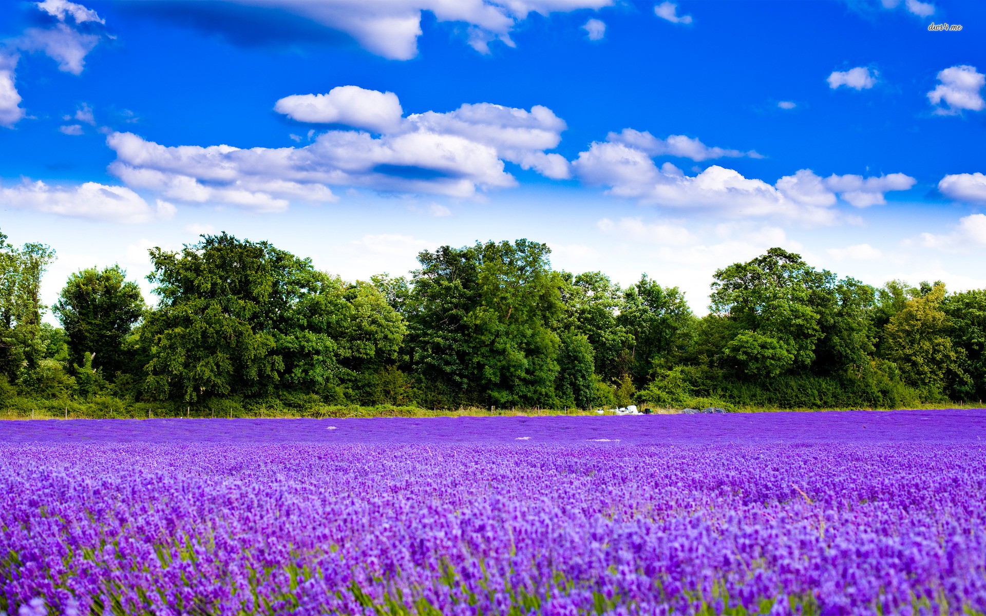 Fields: Purple Fragrant Green Flower Field Nature Fragrance Day ...
