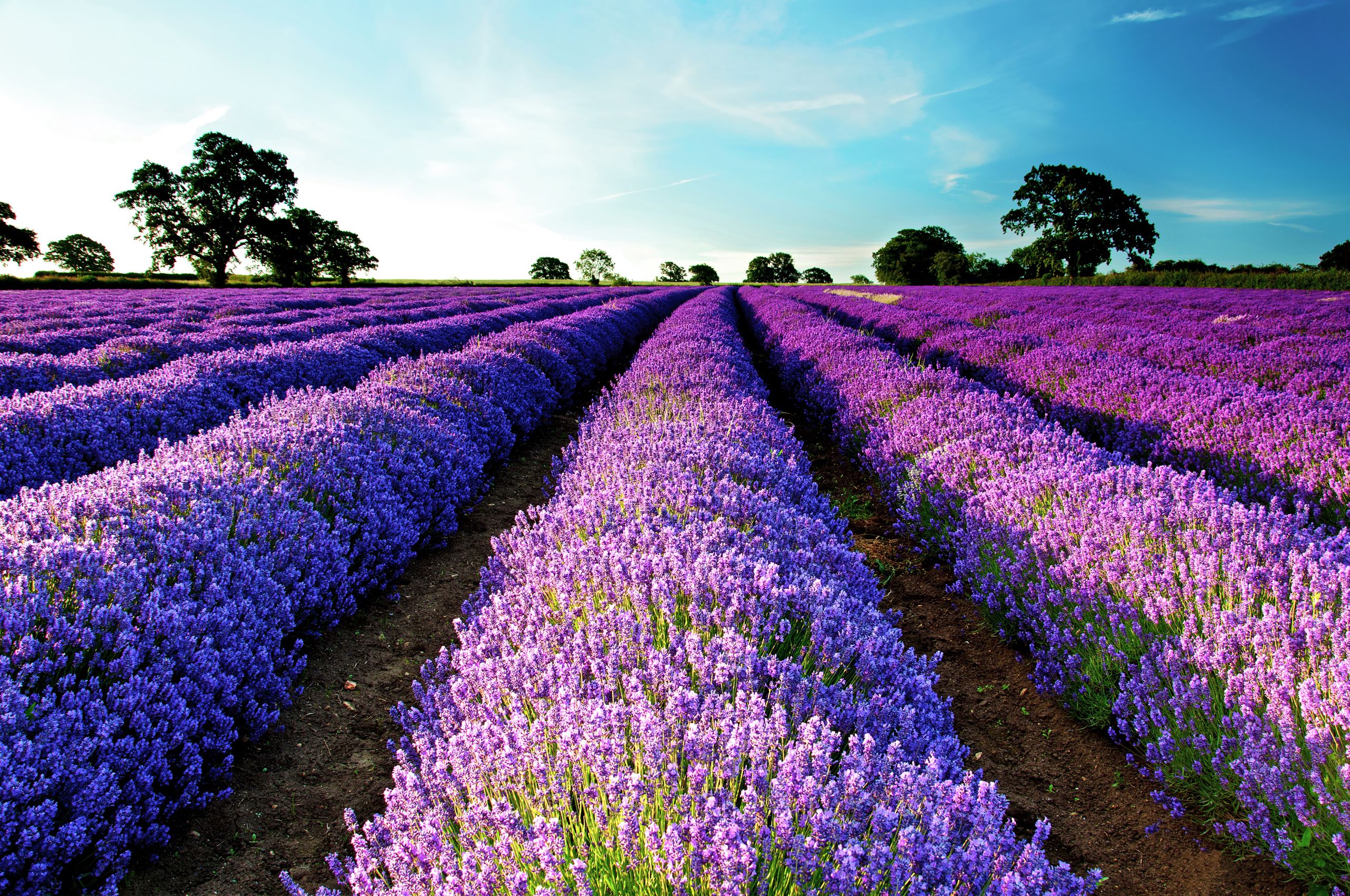 Purple Flower Field | HD Wallpapers | Chainimage