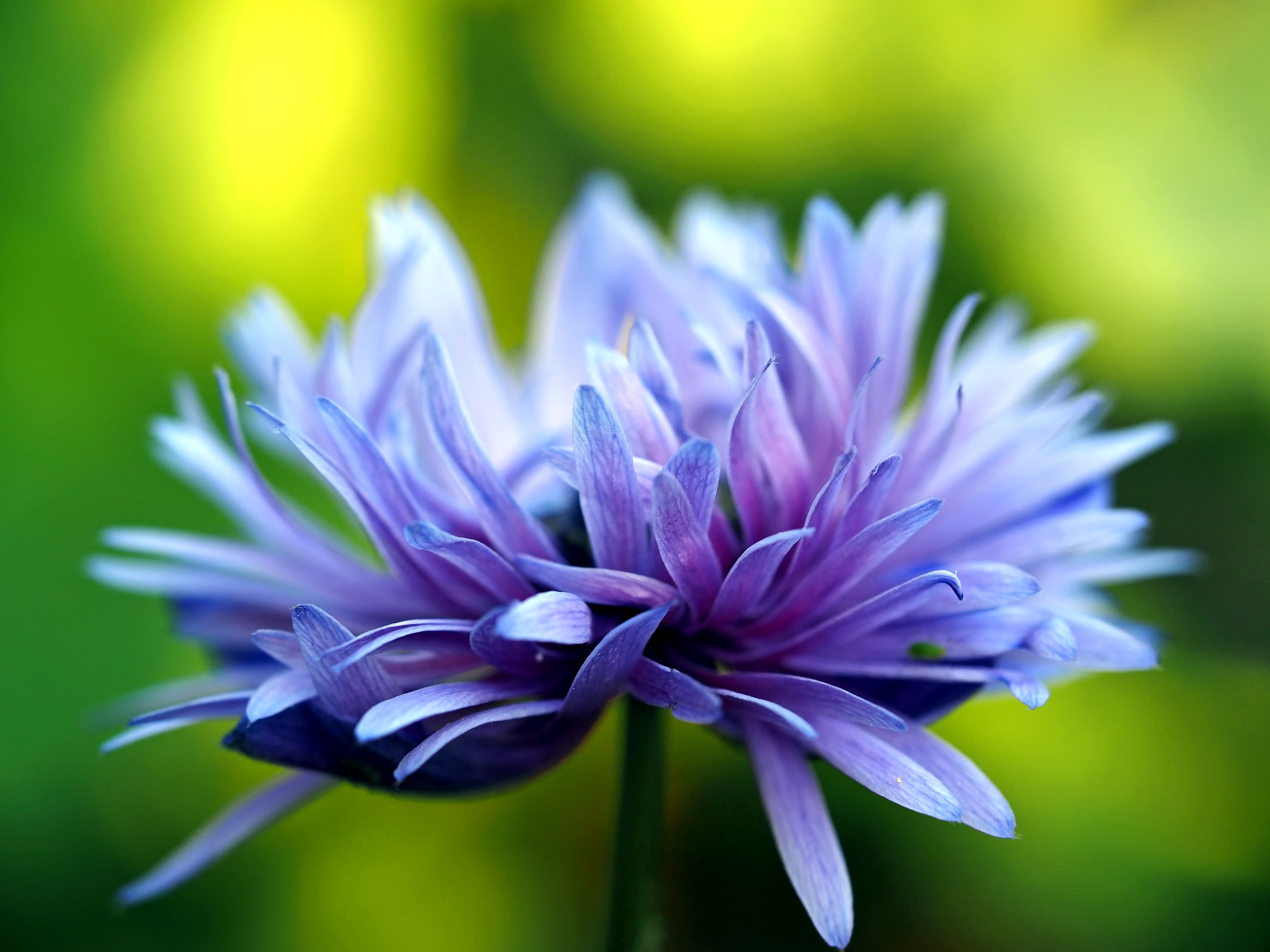 Purple flower in bloom photo