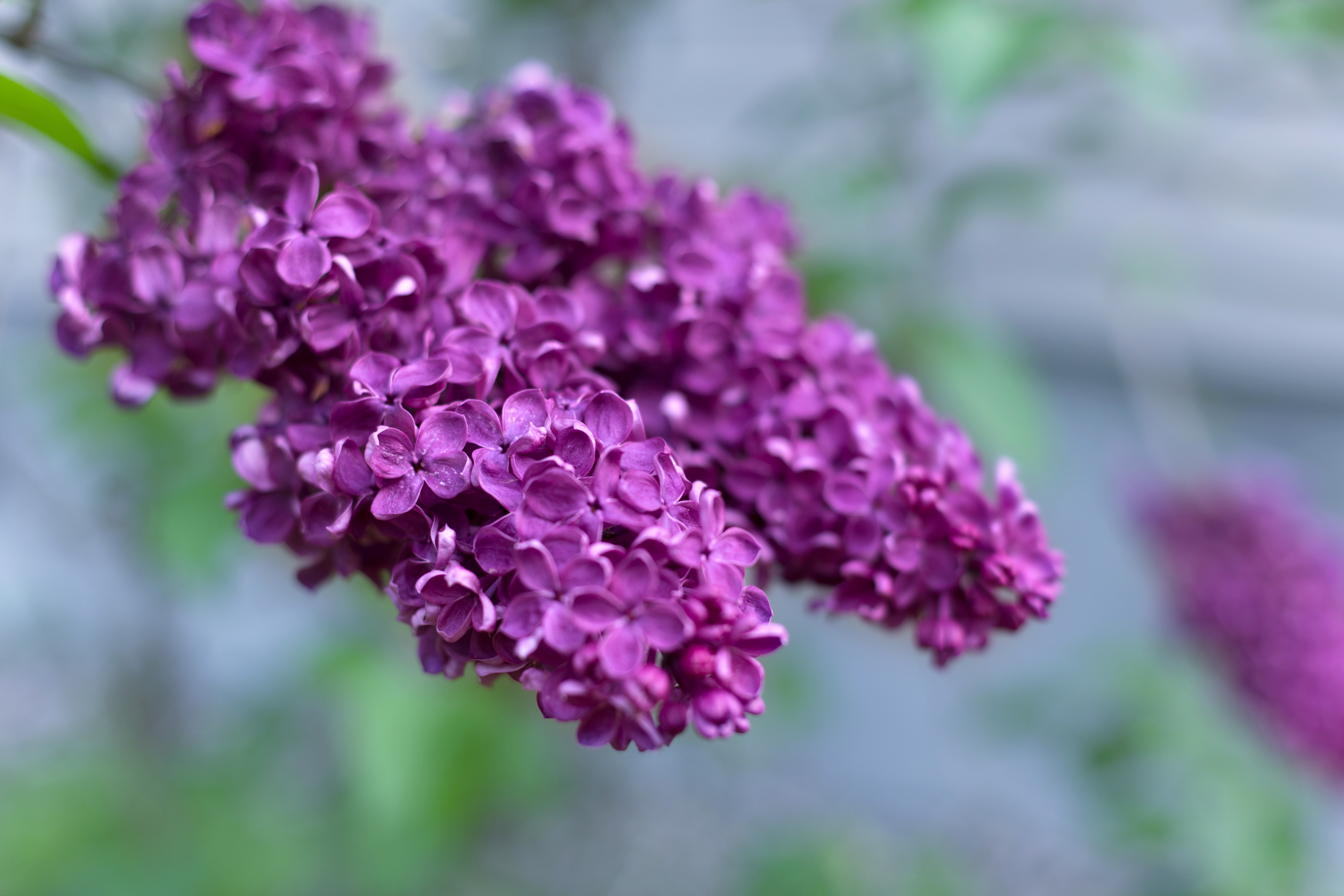 Purple flower in summer photo