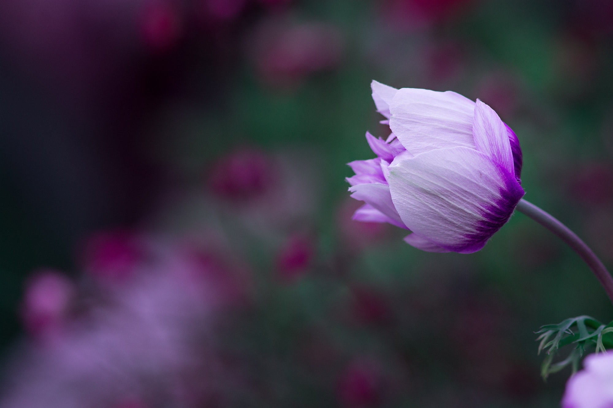Purple flower macro photography