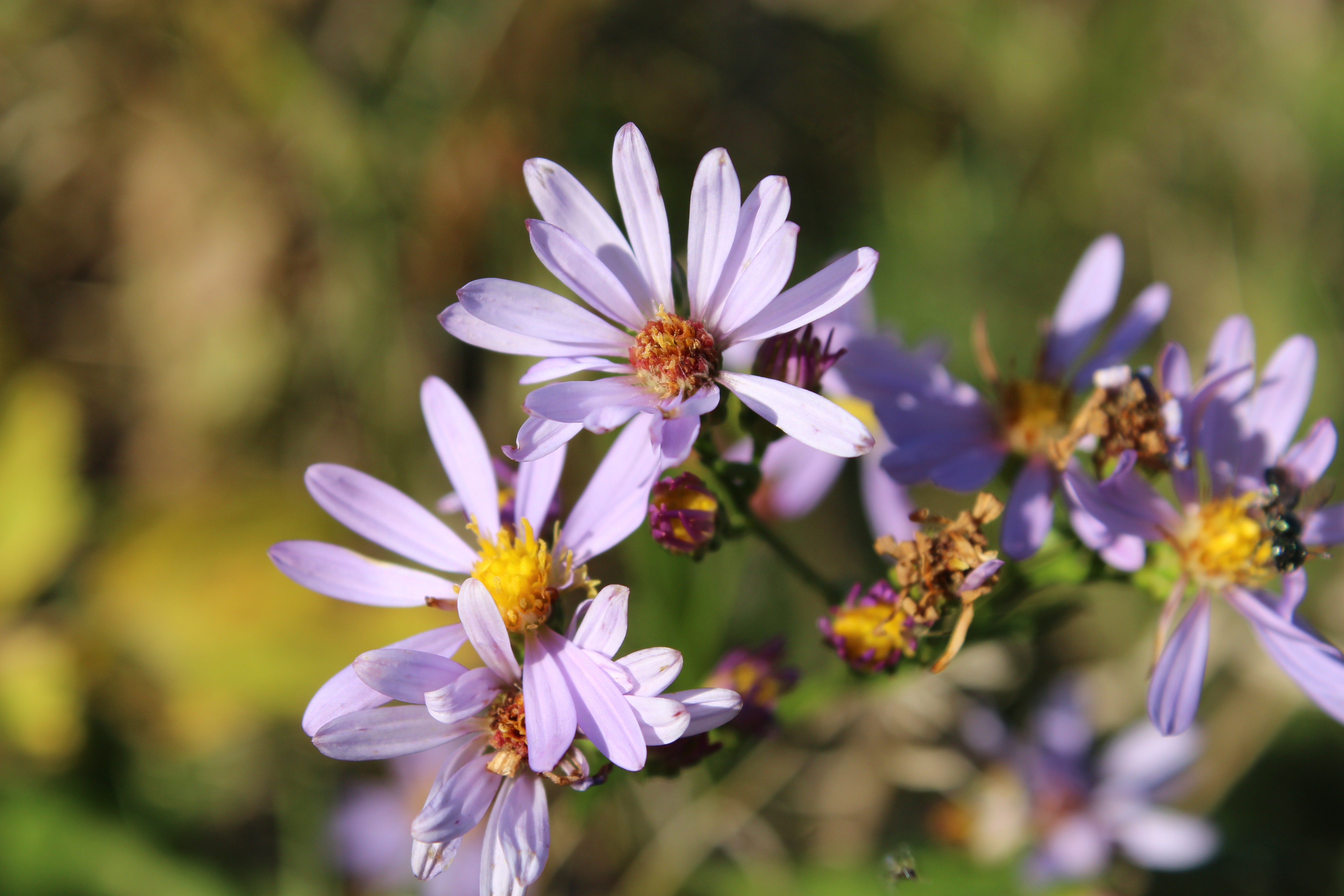 Purple Flower Macro Shot Shallow Focus, Flora, Summer, Pollen, Petals, HQ Photo