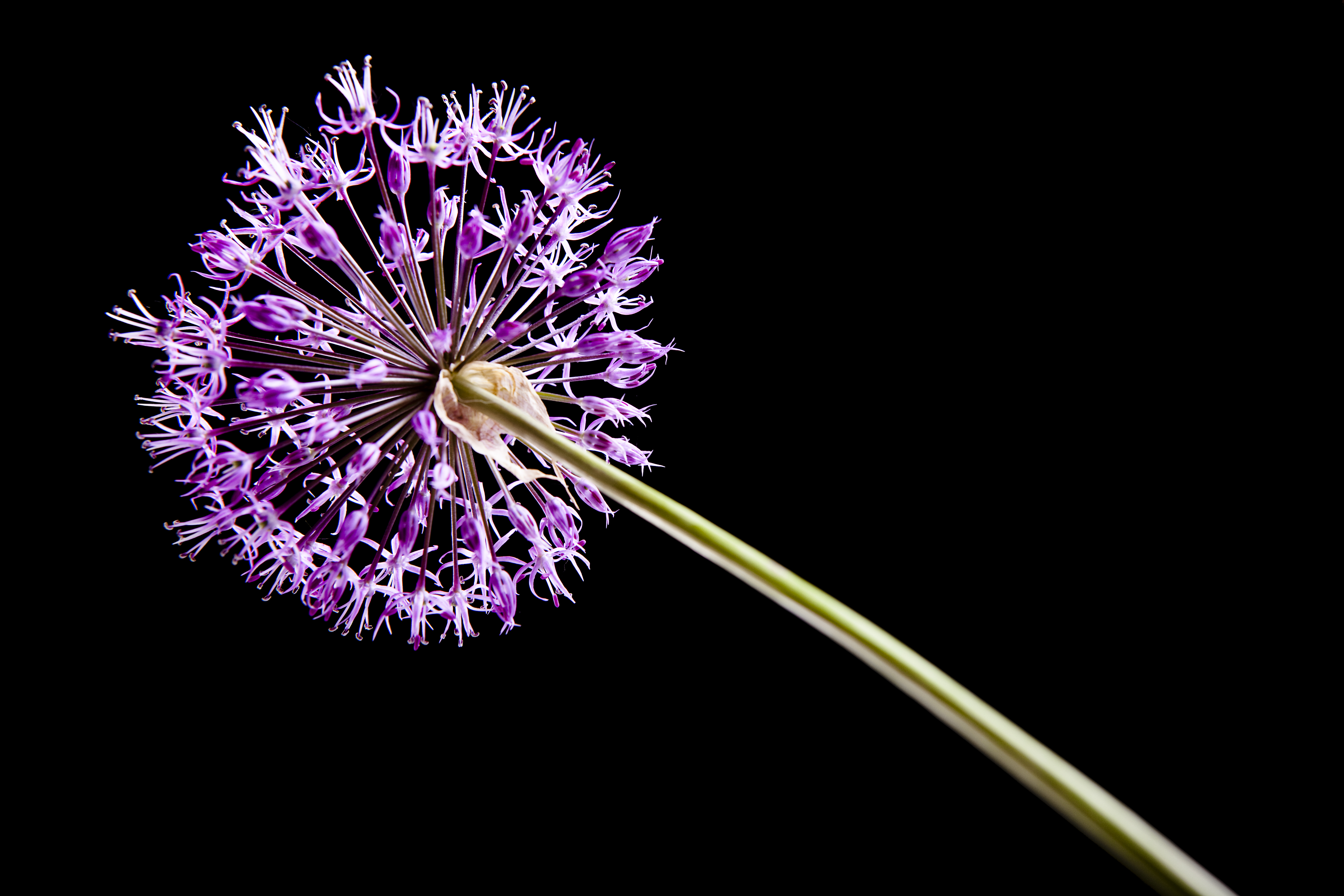 Purple Flower on Black, Beautiful, Con2011, Flower, Nature, HQ Photo