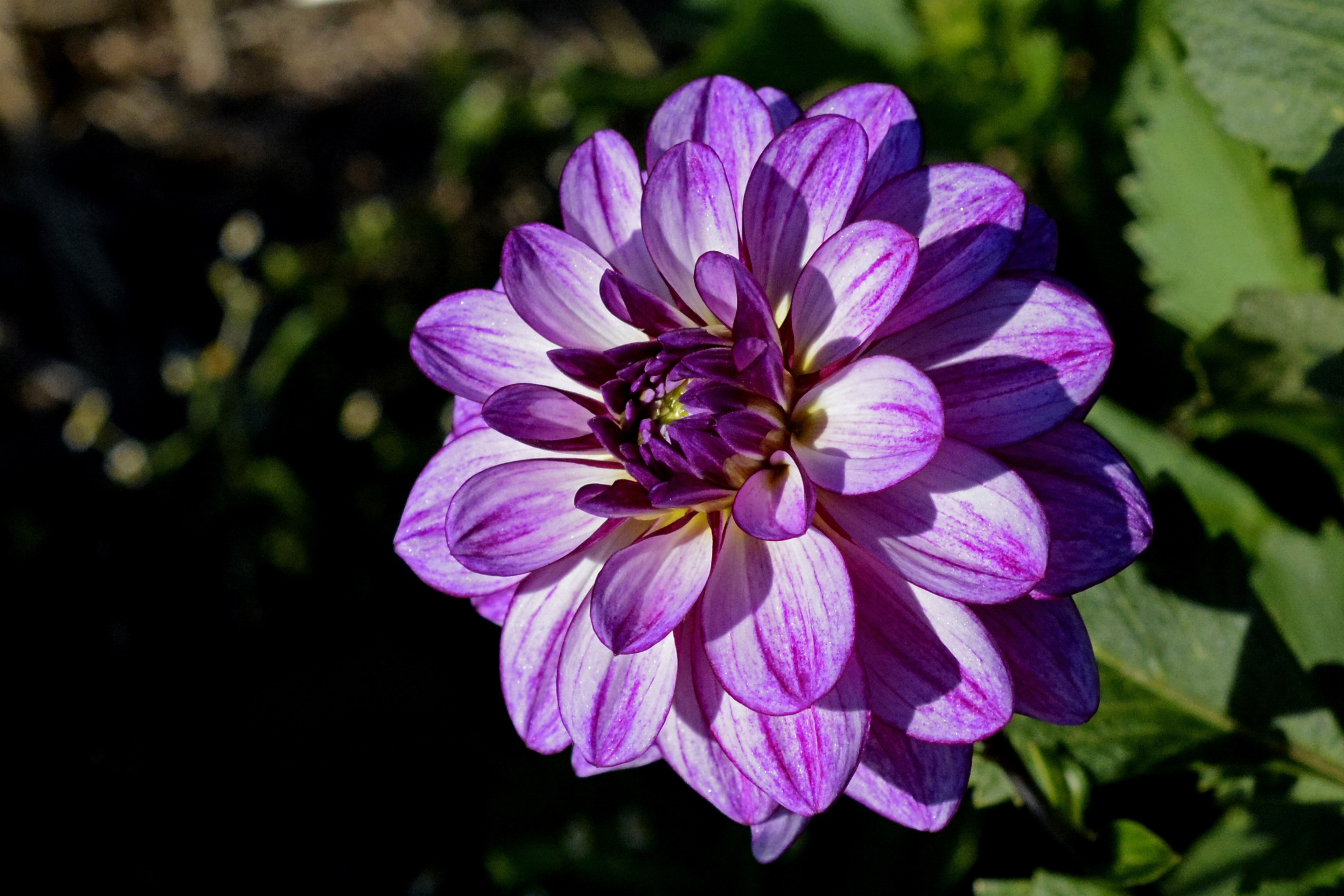 Purple Flower Shallow Focus Photography, Asteraceae, Growth, Summer, Season, HQ Photo