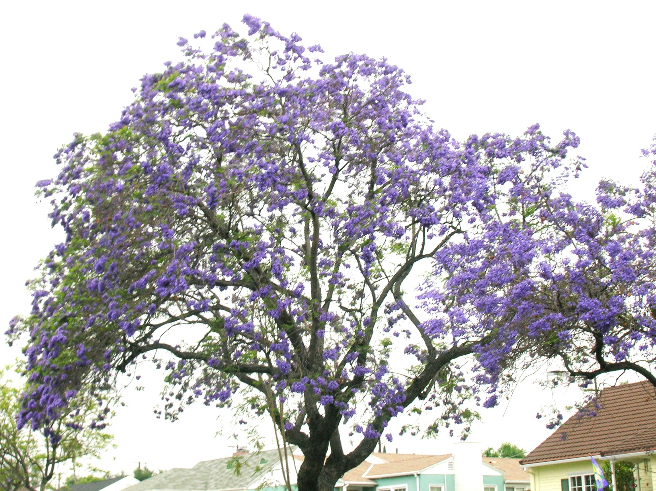 purple flower tree name