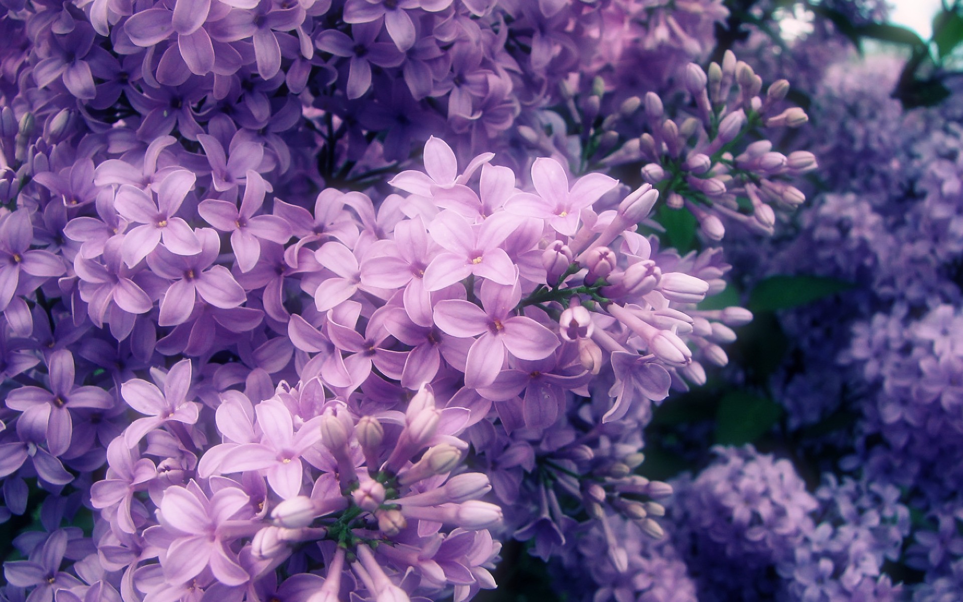 Sea of purple flowers wallpaper | AllWallpaper.in #8187 | PC | en
