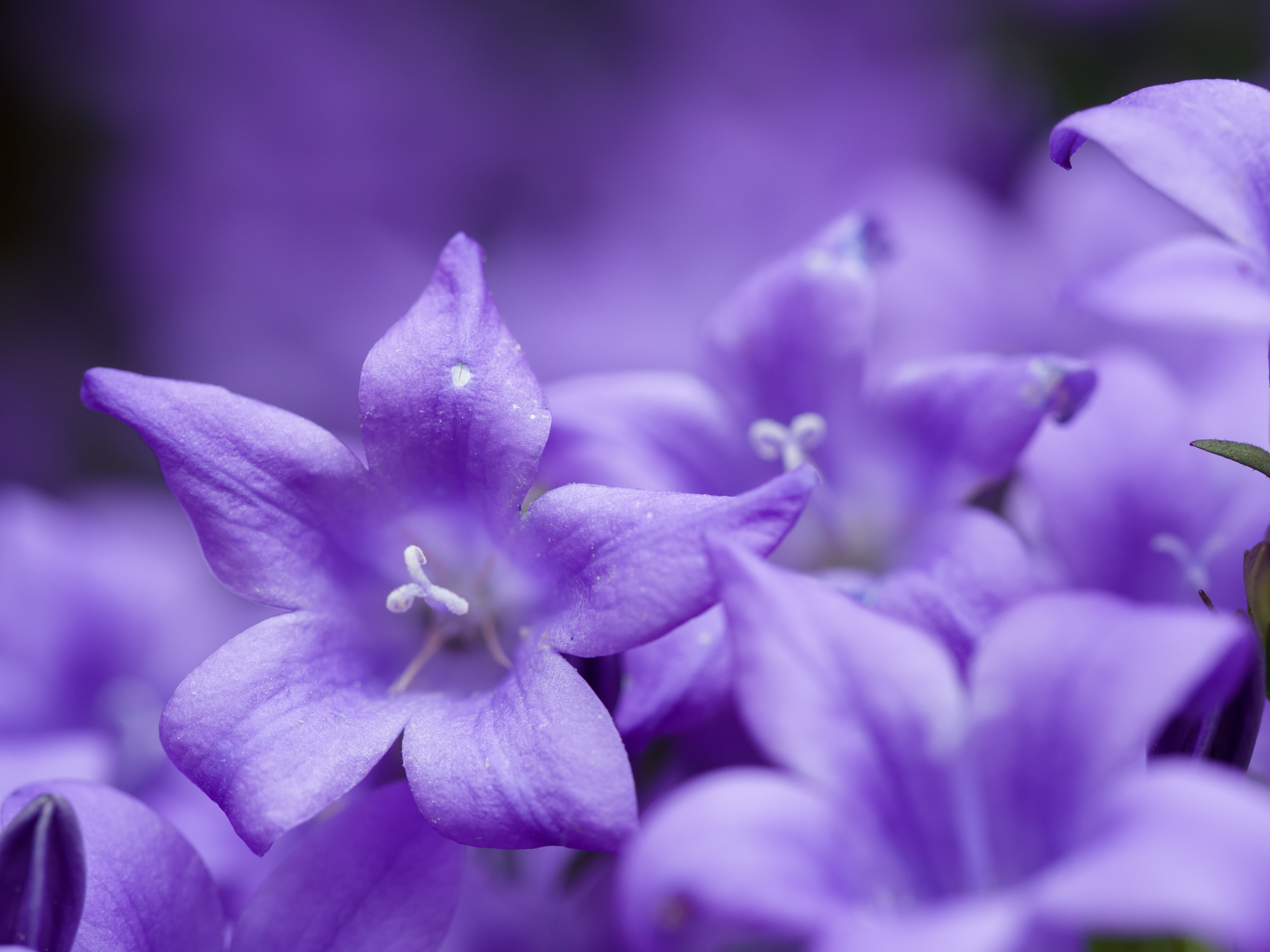 File:Purple flowers (14191119298).jpg - Wikimedia Commons