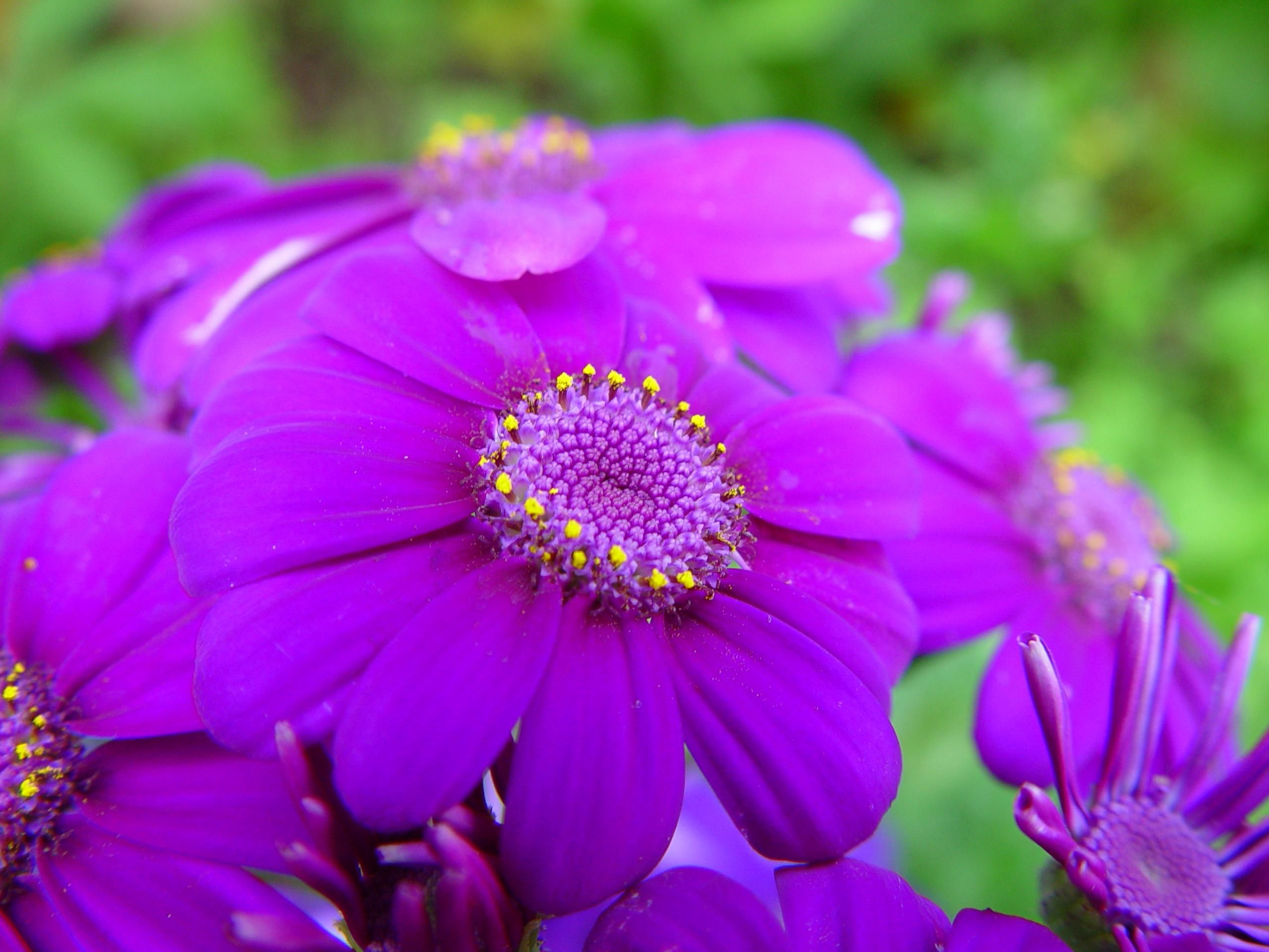 File:Bright purple flowers.jpg - Wikimedia Commons