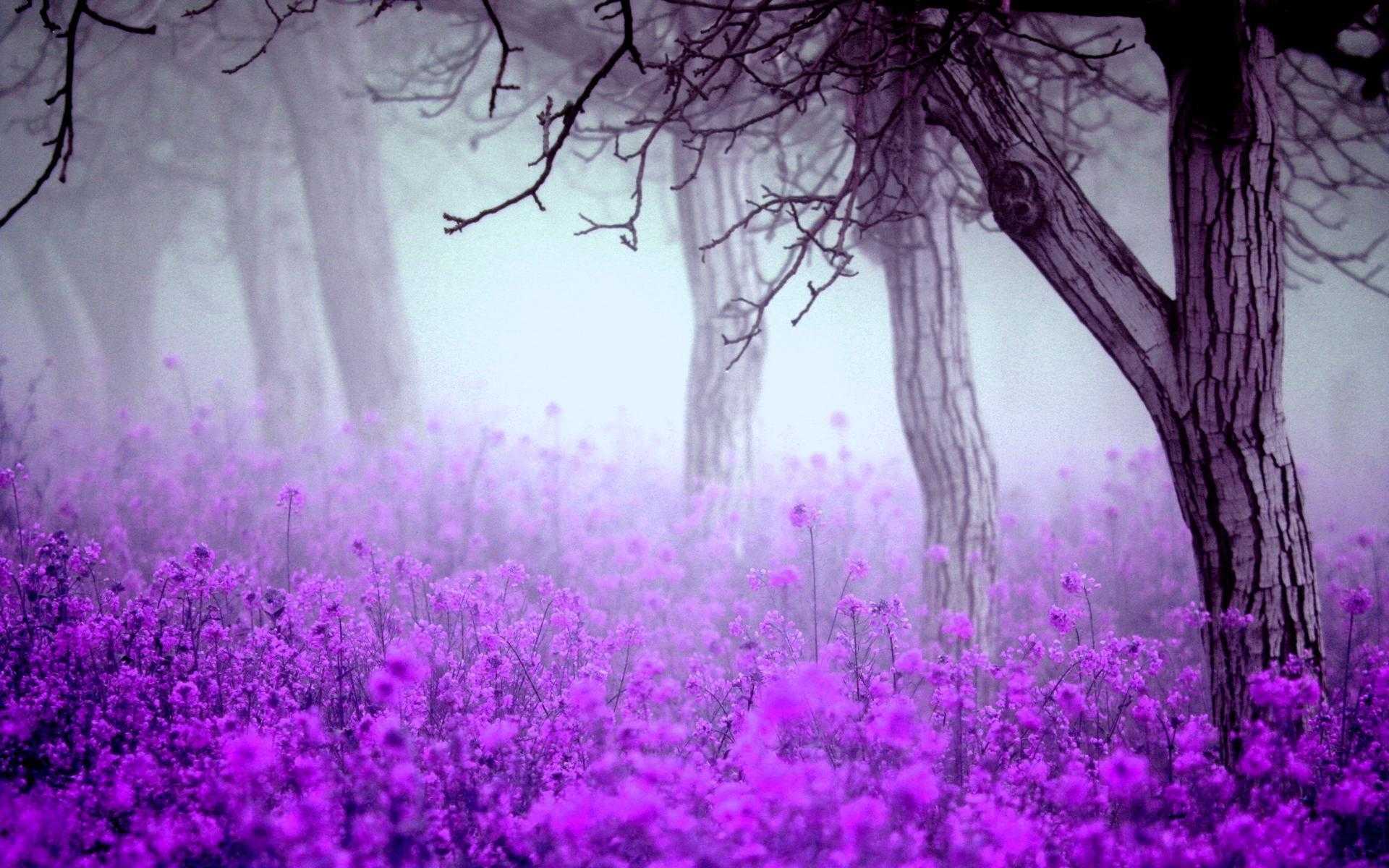 Wallpaper Hd Of Purple Flowers Desktop This Flower High Resolution ...