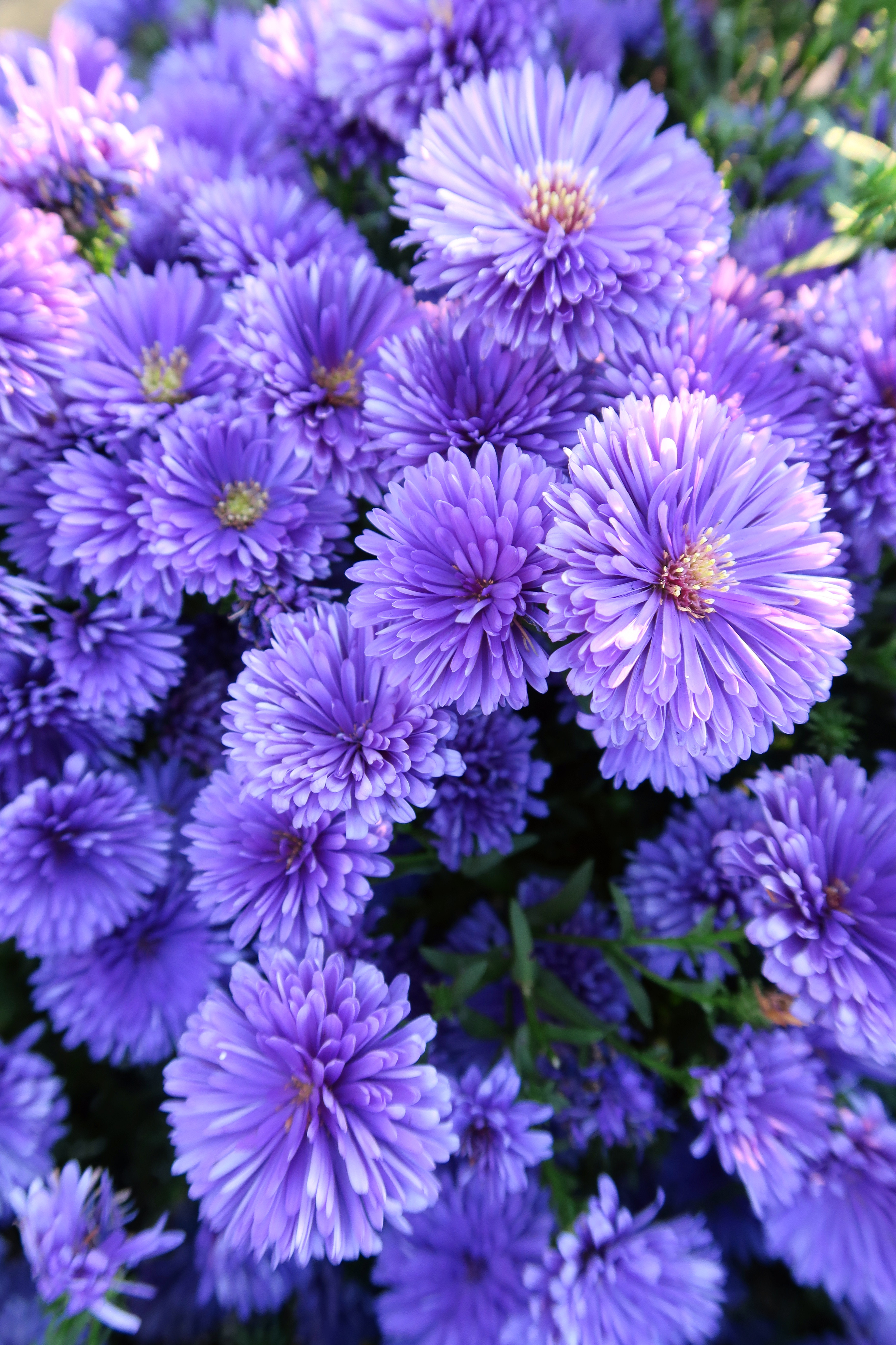 19 Flowers to Paint Your Garden Purple - Sunset Magazine
