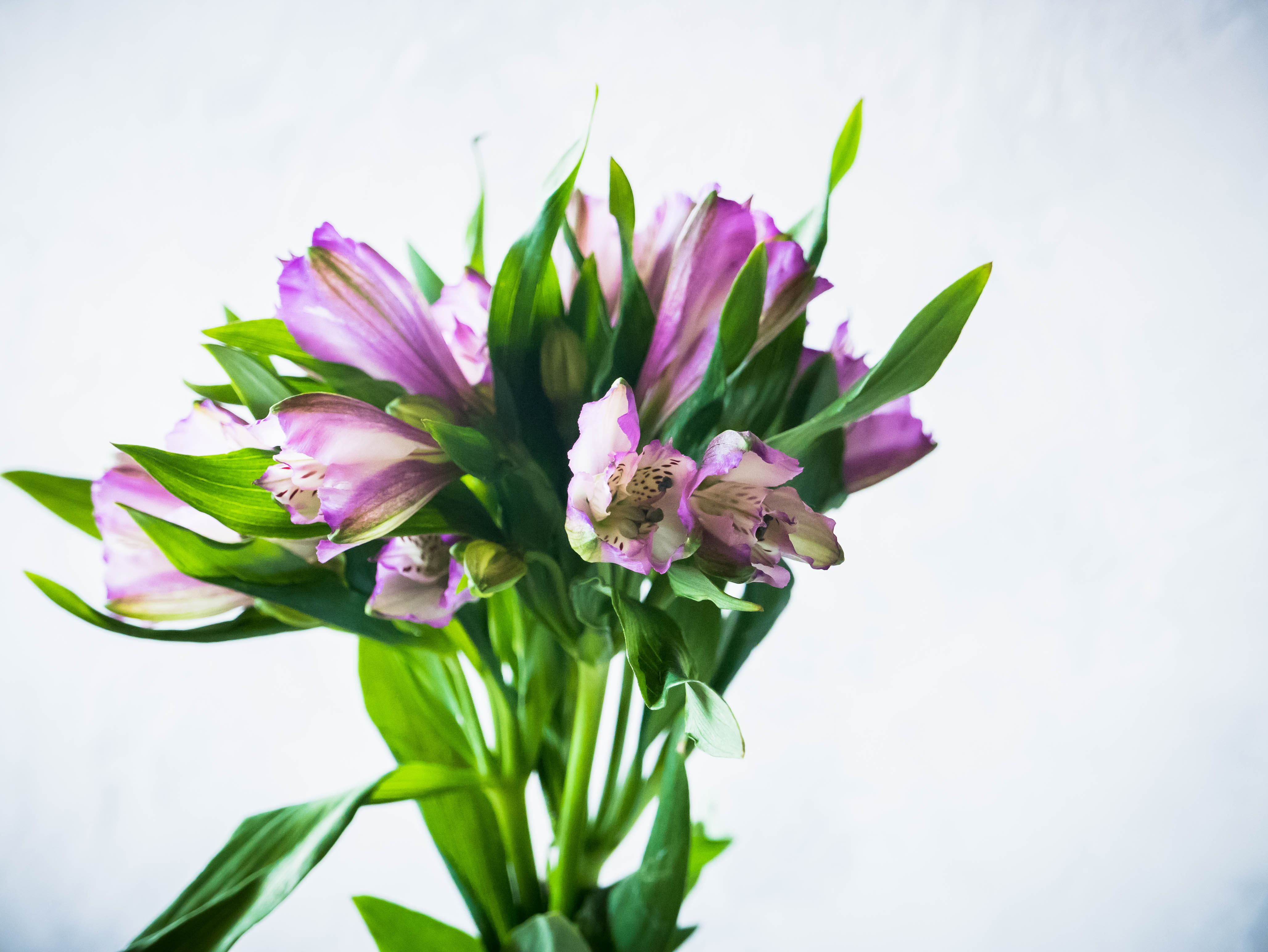 Photoshoot of Flowers | Purple Flowers — Steemit