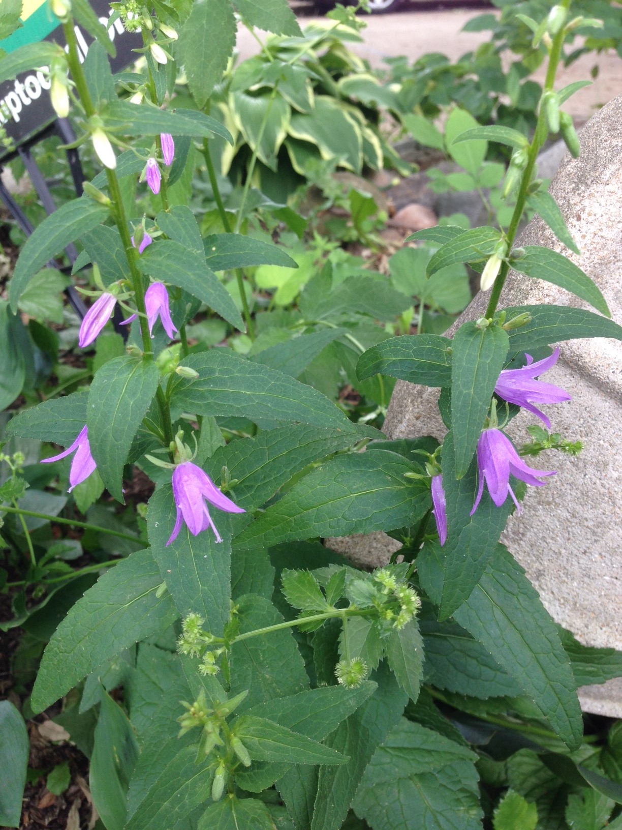 Identify terrible-horrible weed with pretty purple flowers? - Ask an ...