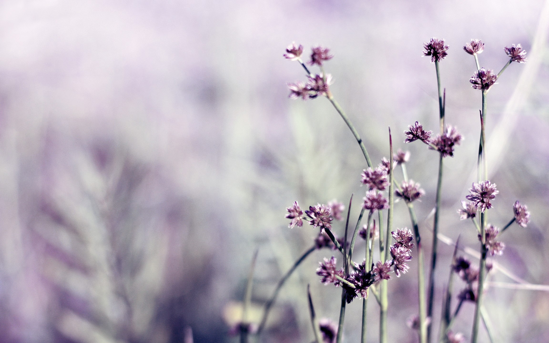 Daily Wallpaper: Little Purple Flowers | I Like To Waste My Time