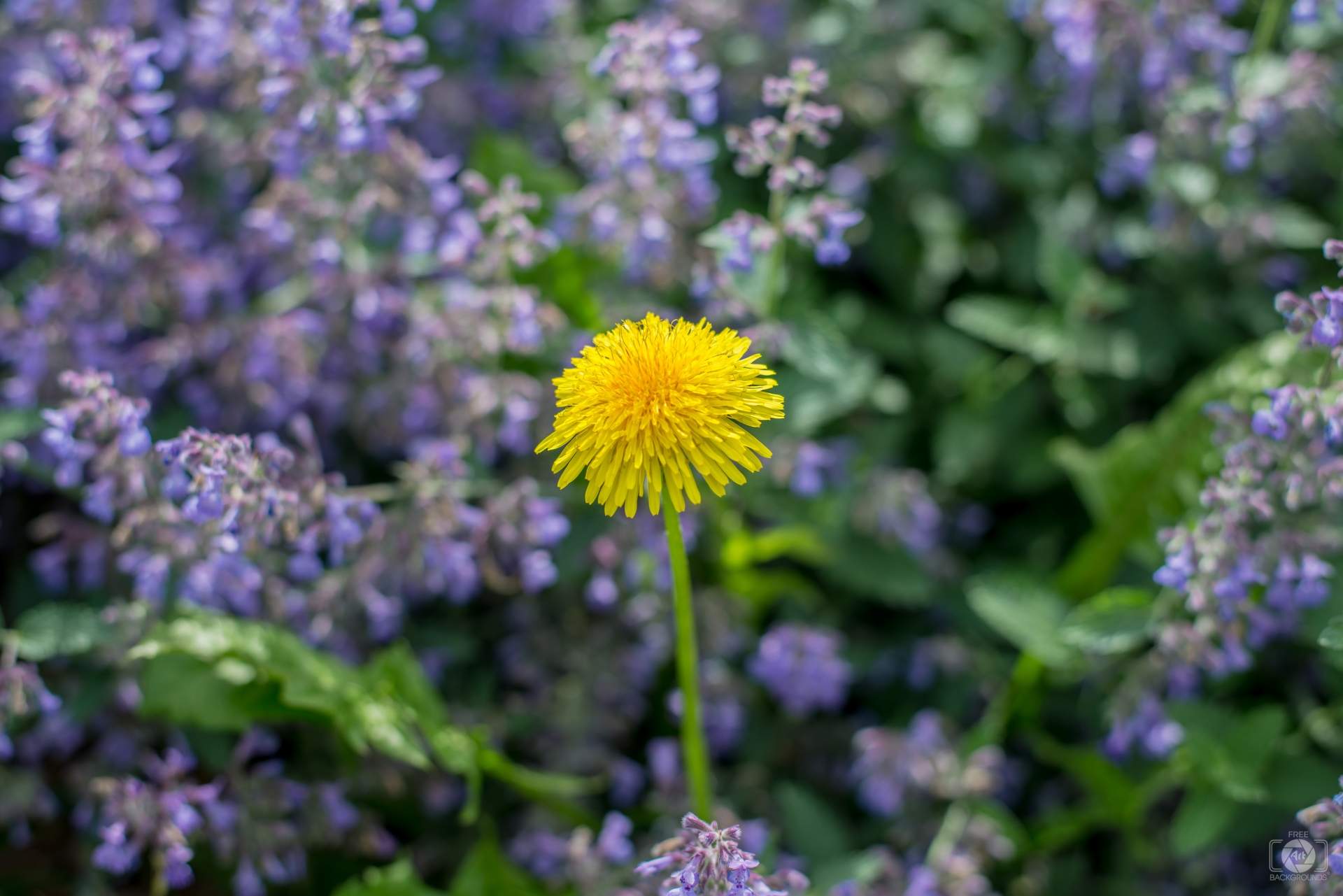 Dandelion and Wild Purple Flowers Background - High-quality Free ...