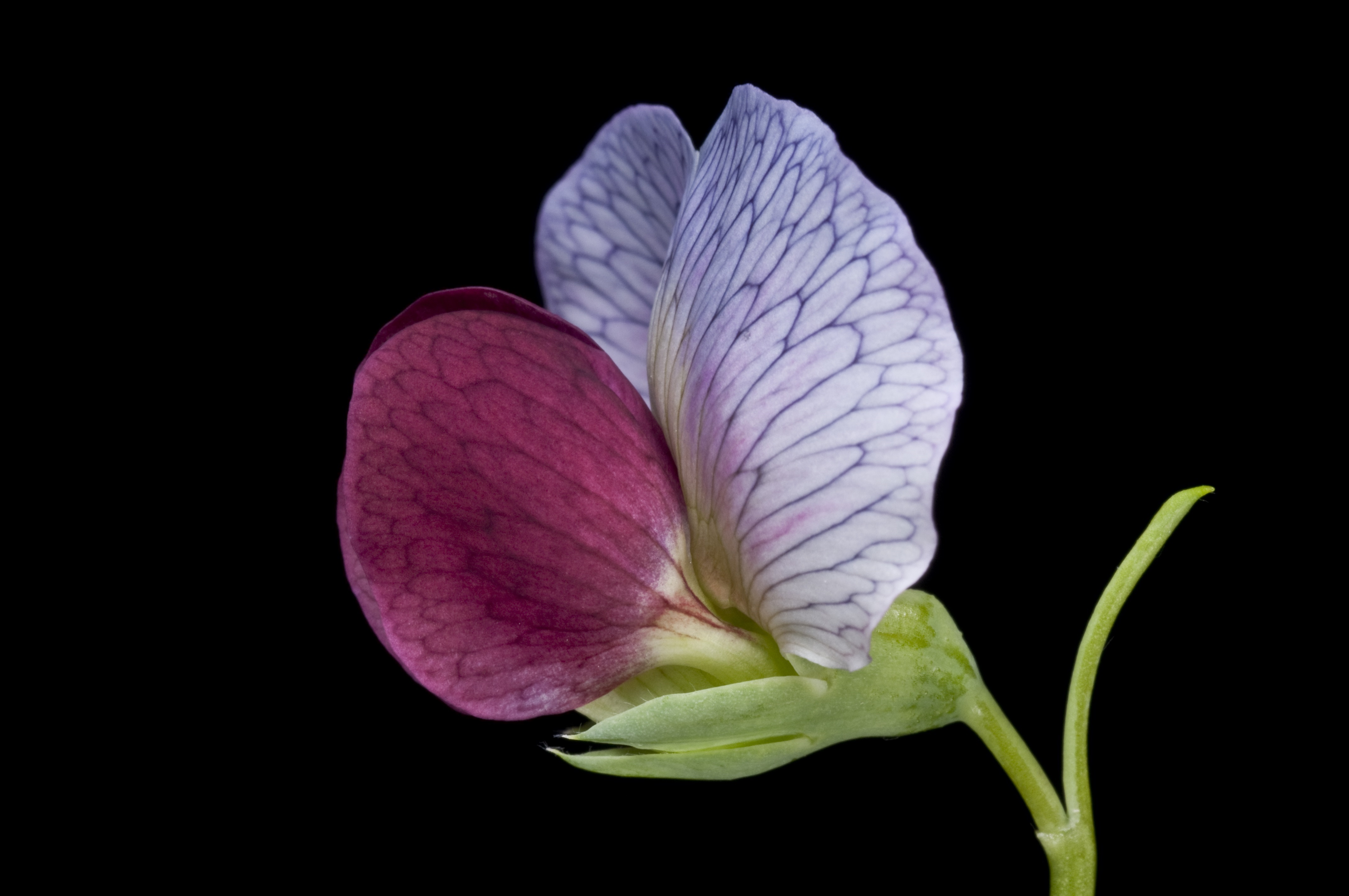 Unlocking Mendel's white and purple pea flowers | John Innes Centre