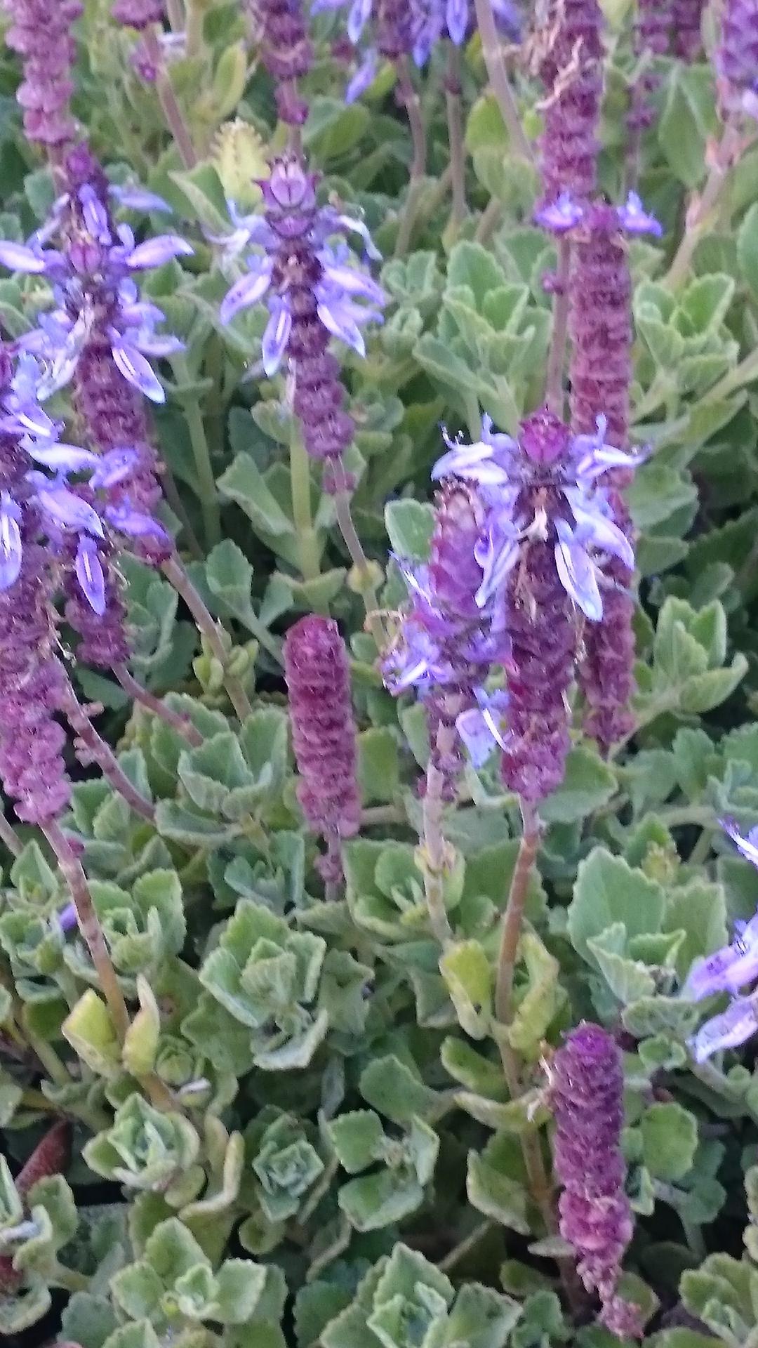 identification - What is this pungent plant with spikes of purple ...