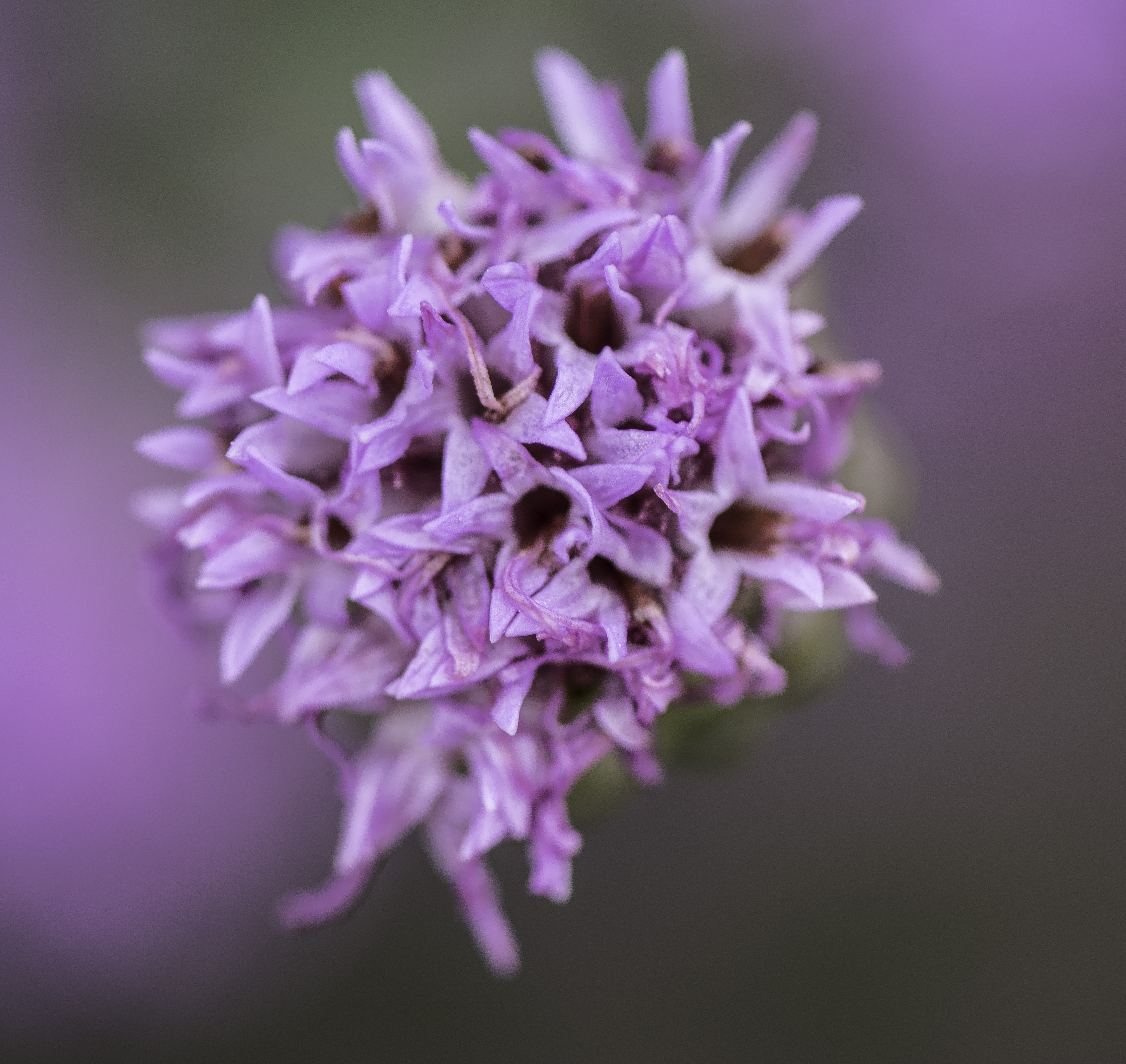 Purple flowers of the Appalachian Blazing Star image - Free stock ...