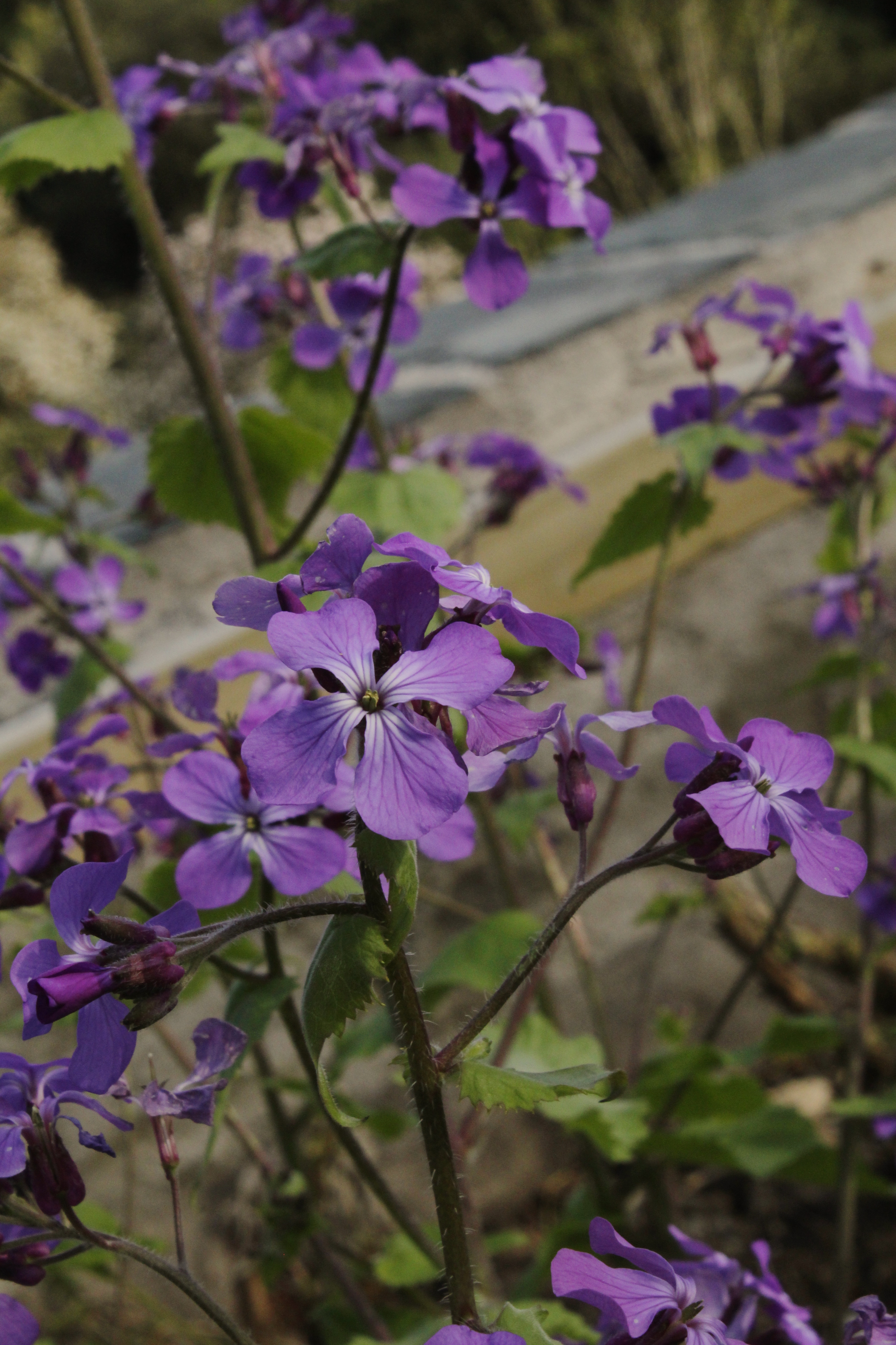 40 Spring flowering plants for your garden - Lismore Castle Gardens