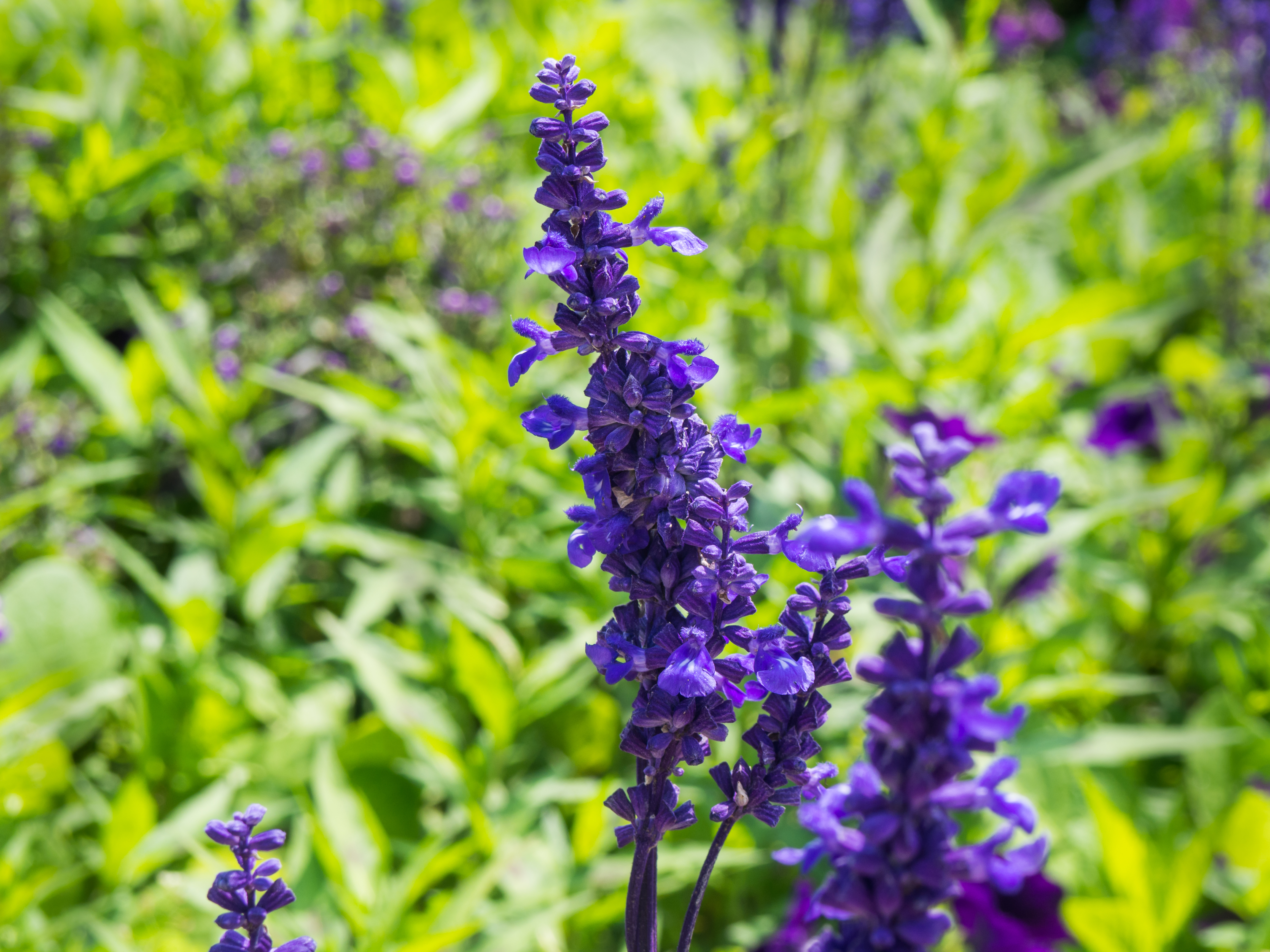 Purple Flowers and Green Leaves in Garden – MMT