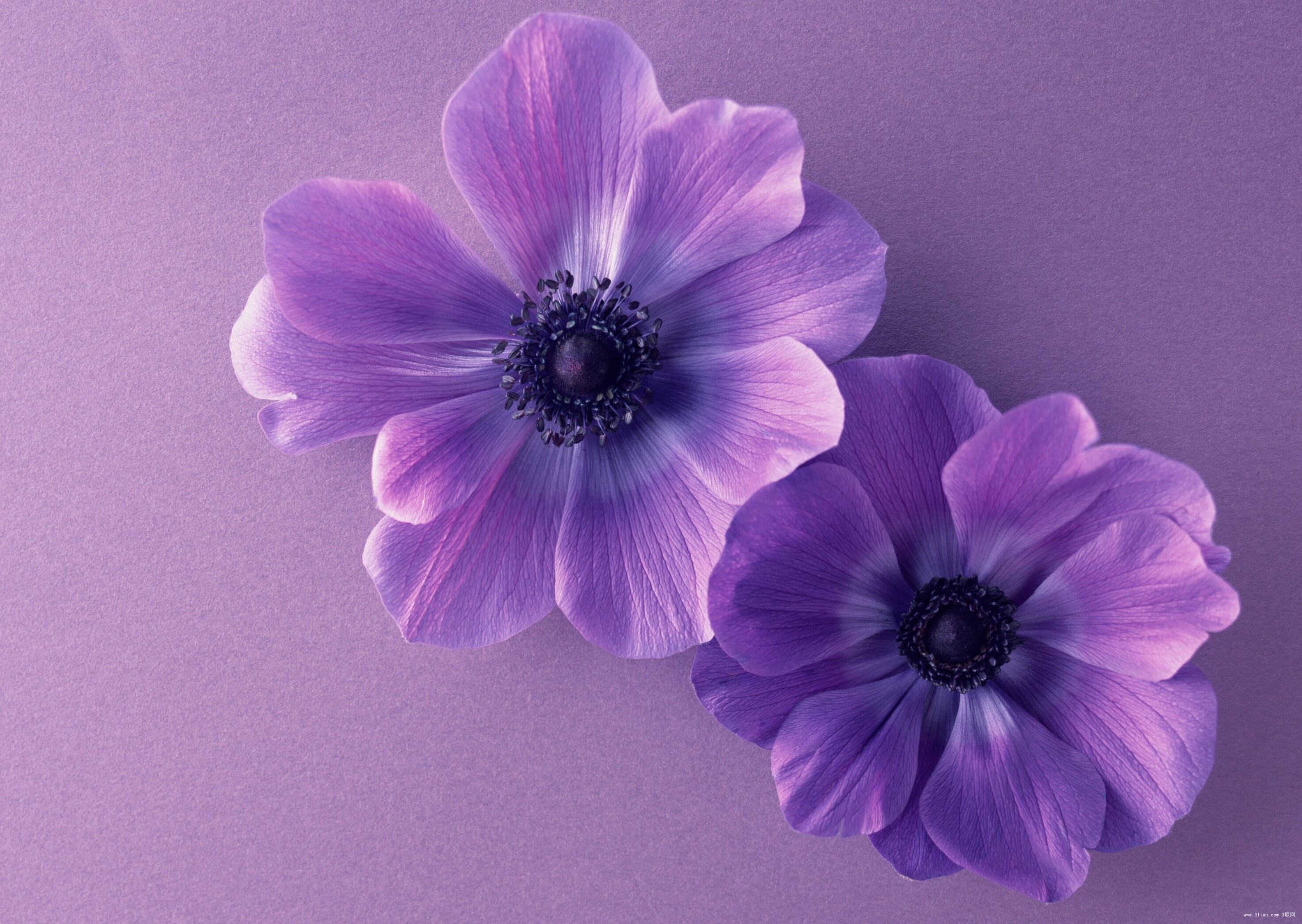 Wallpaper Purple flowers, HD, Flowers, #12801