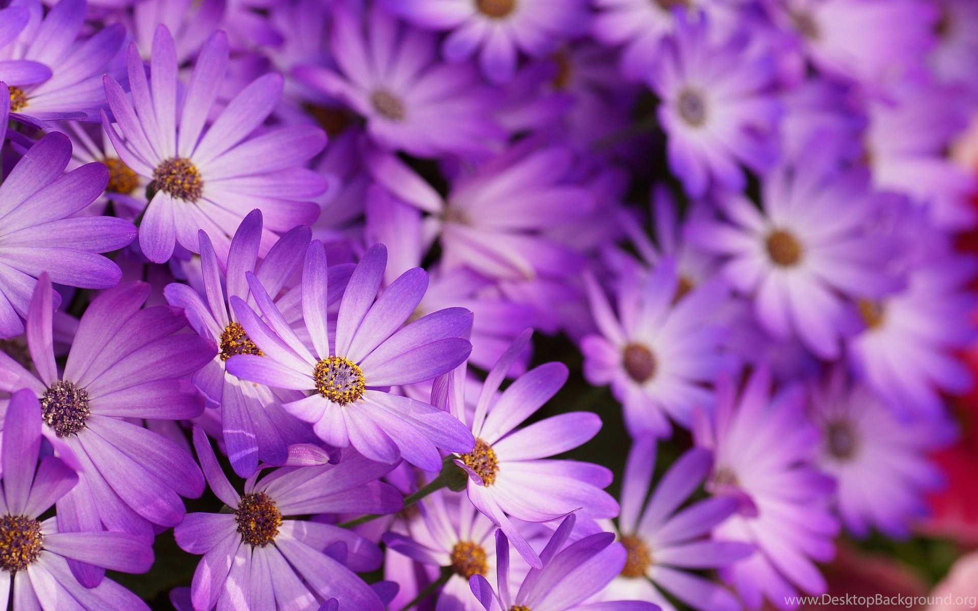 Zoom Purple Flower Purple Flowers Wallpapers Desktop Background