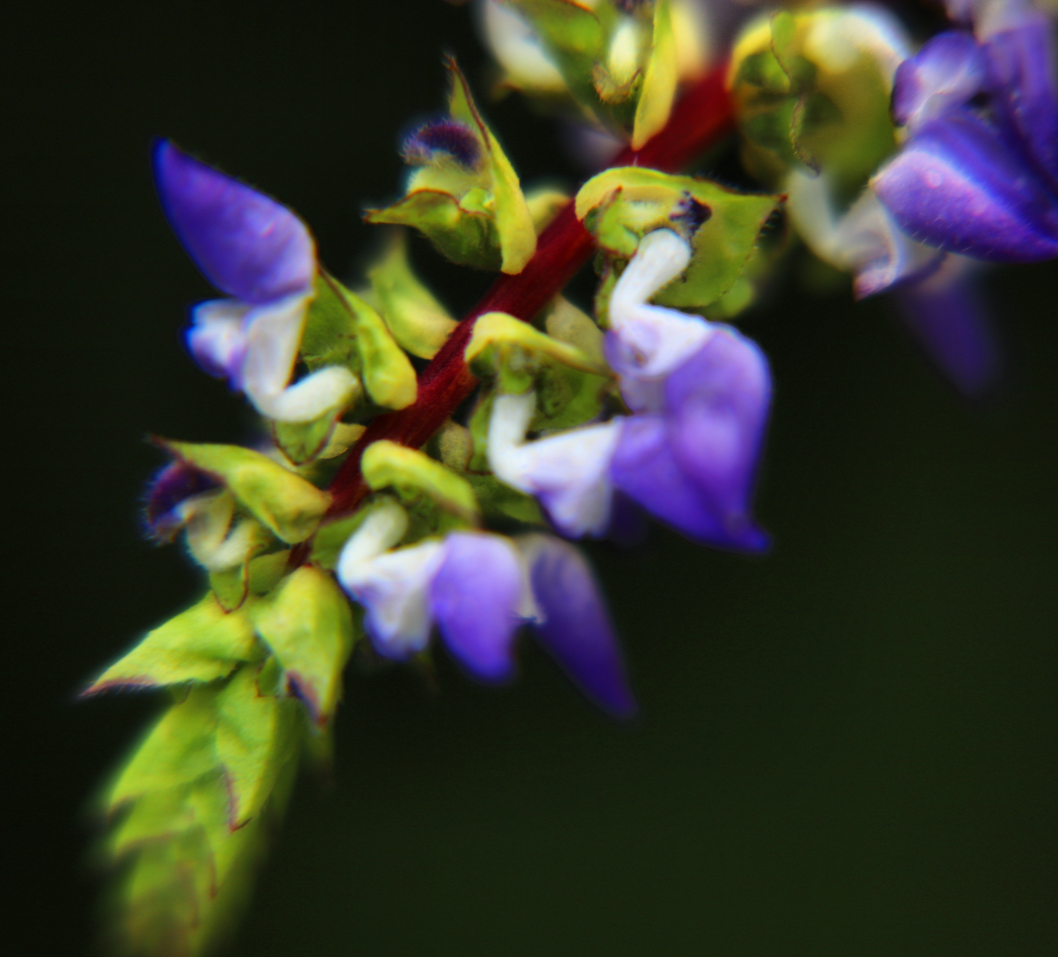Free stock photo of hawaiian, Hawaiian flower, purple flowers