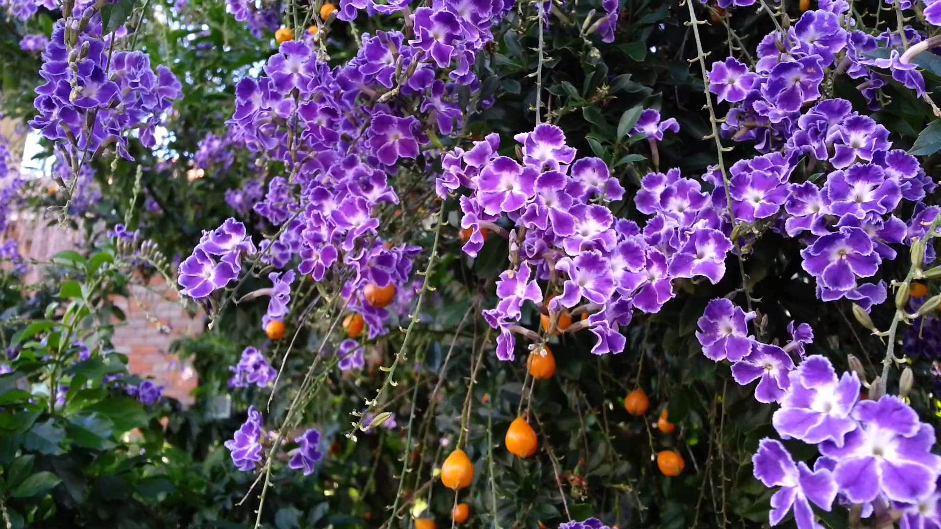 Duranta erecta blue - Purple flowers and orange berry - Geisha Girl ...