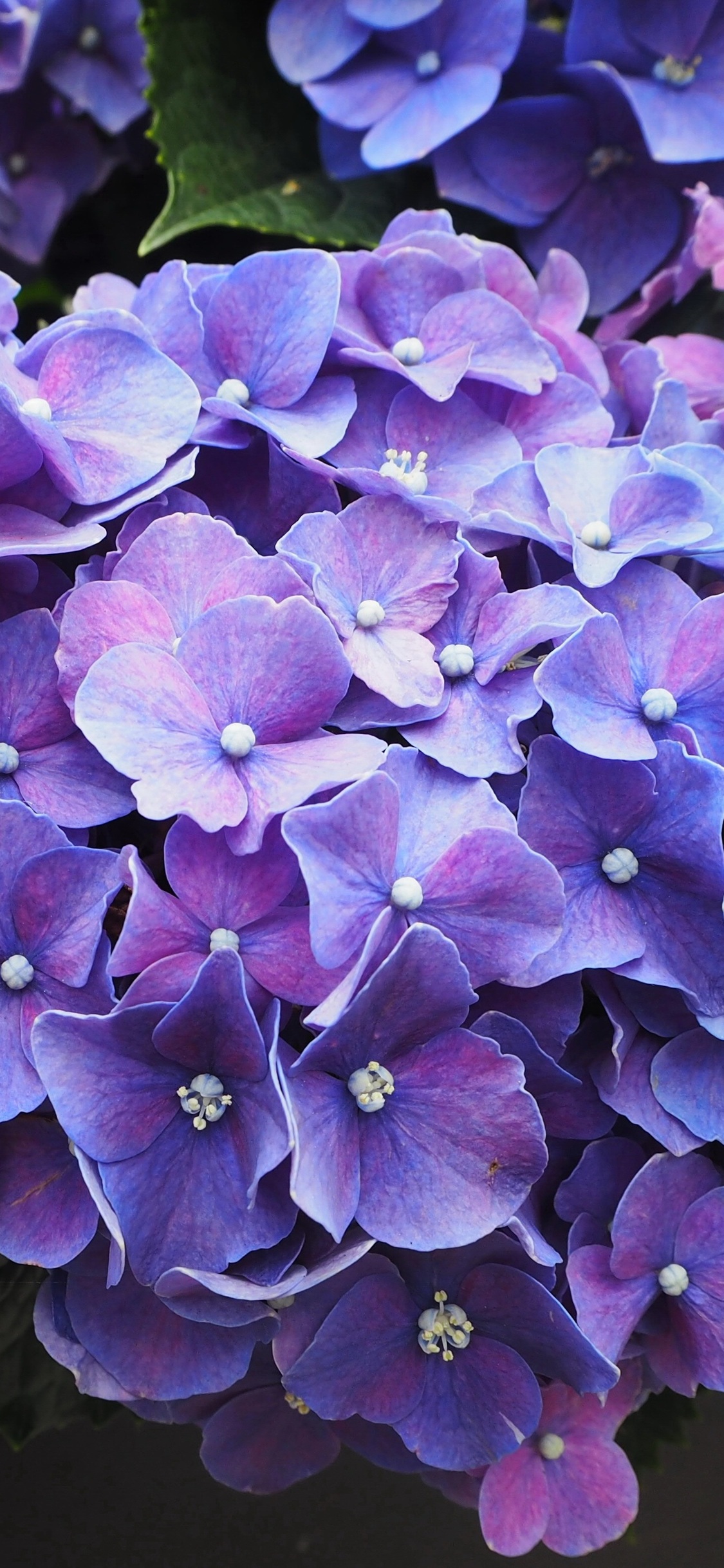1125x2436 Purple Flowers Violet Blossom Iphone X,Iphone 10 HD 4k ...