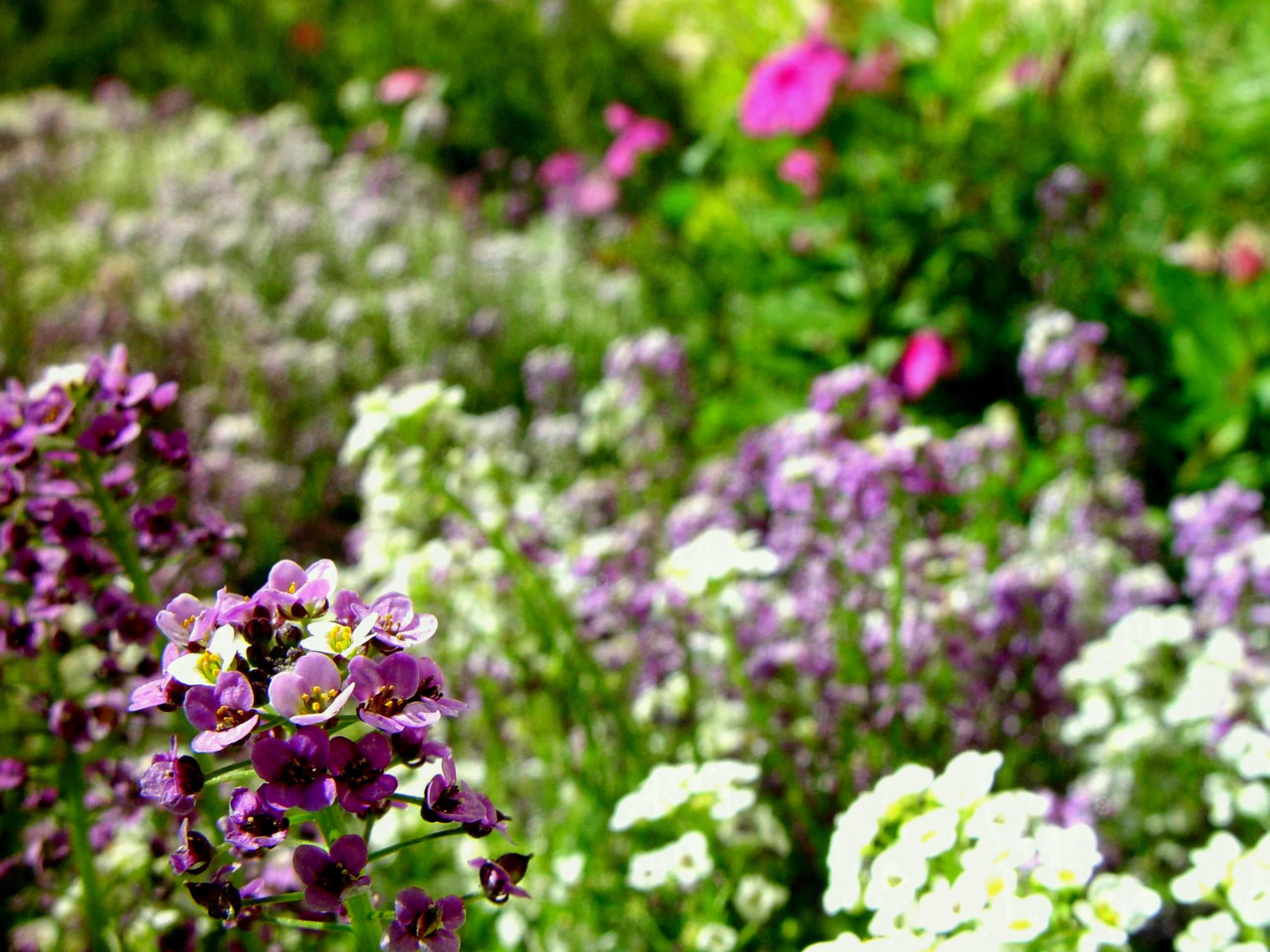 File Little White And Purple Flowers In The Background | Garden ...