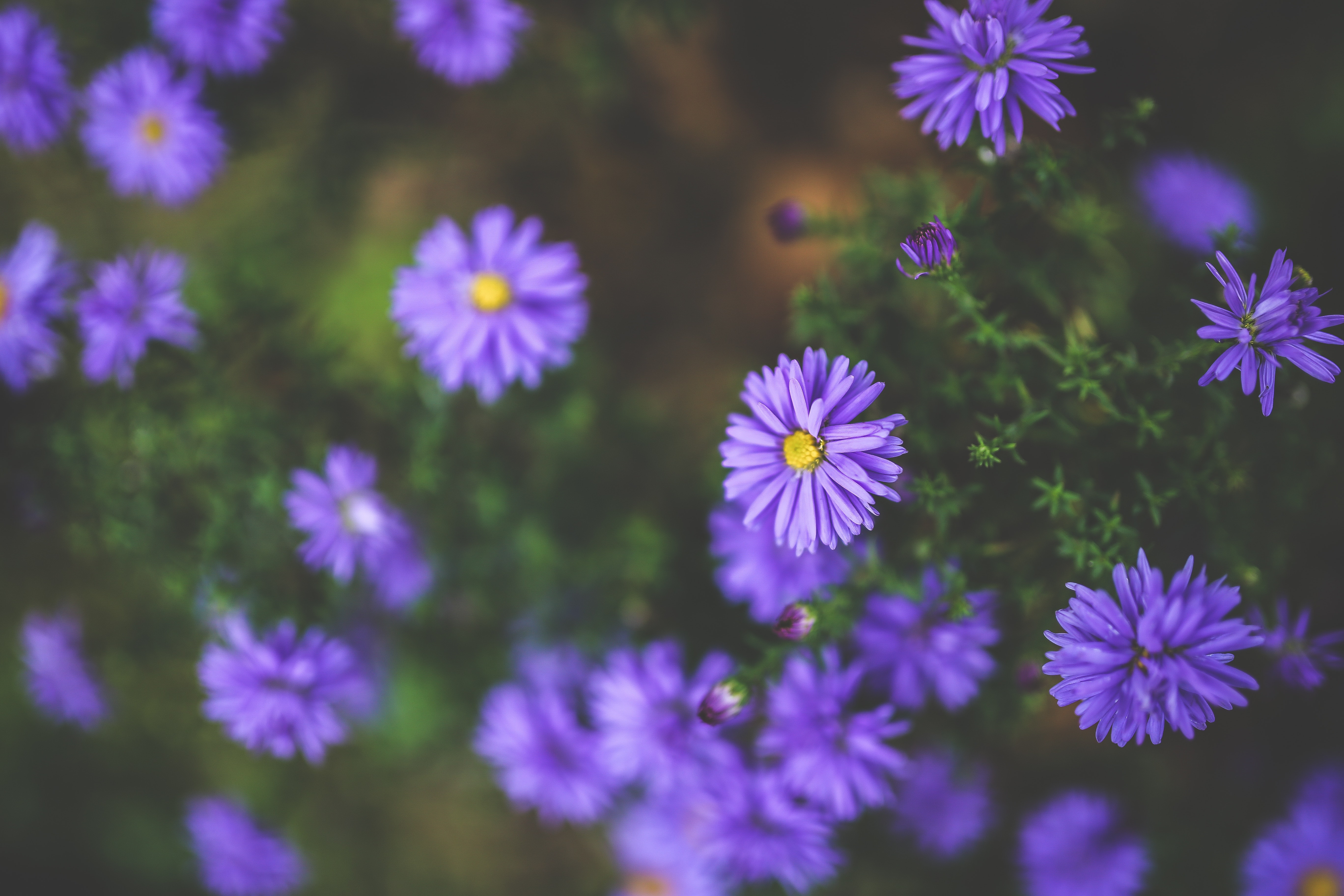 Free photo: Purple flowers - Autumn, Leaf, Violet - Free Download - Jooinn