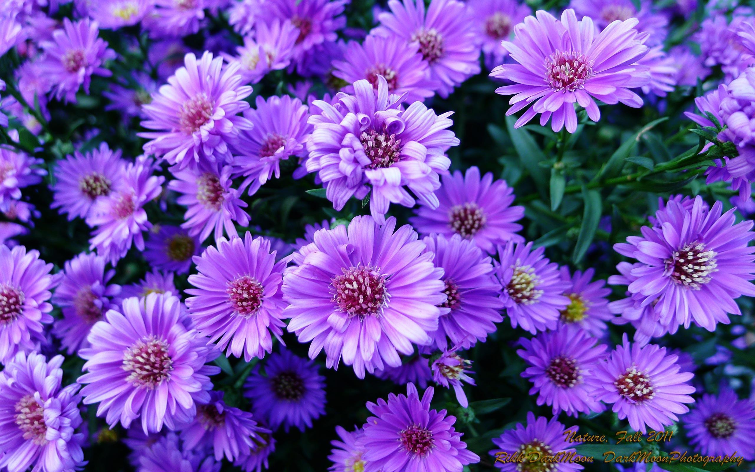 purple flowers - Delli.beriberi.co