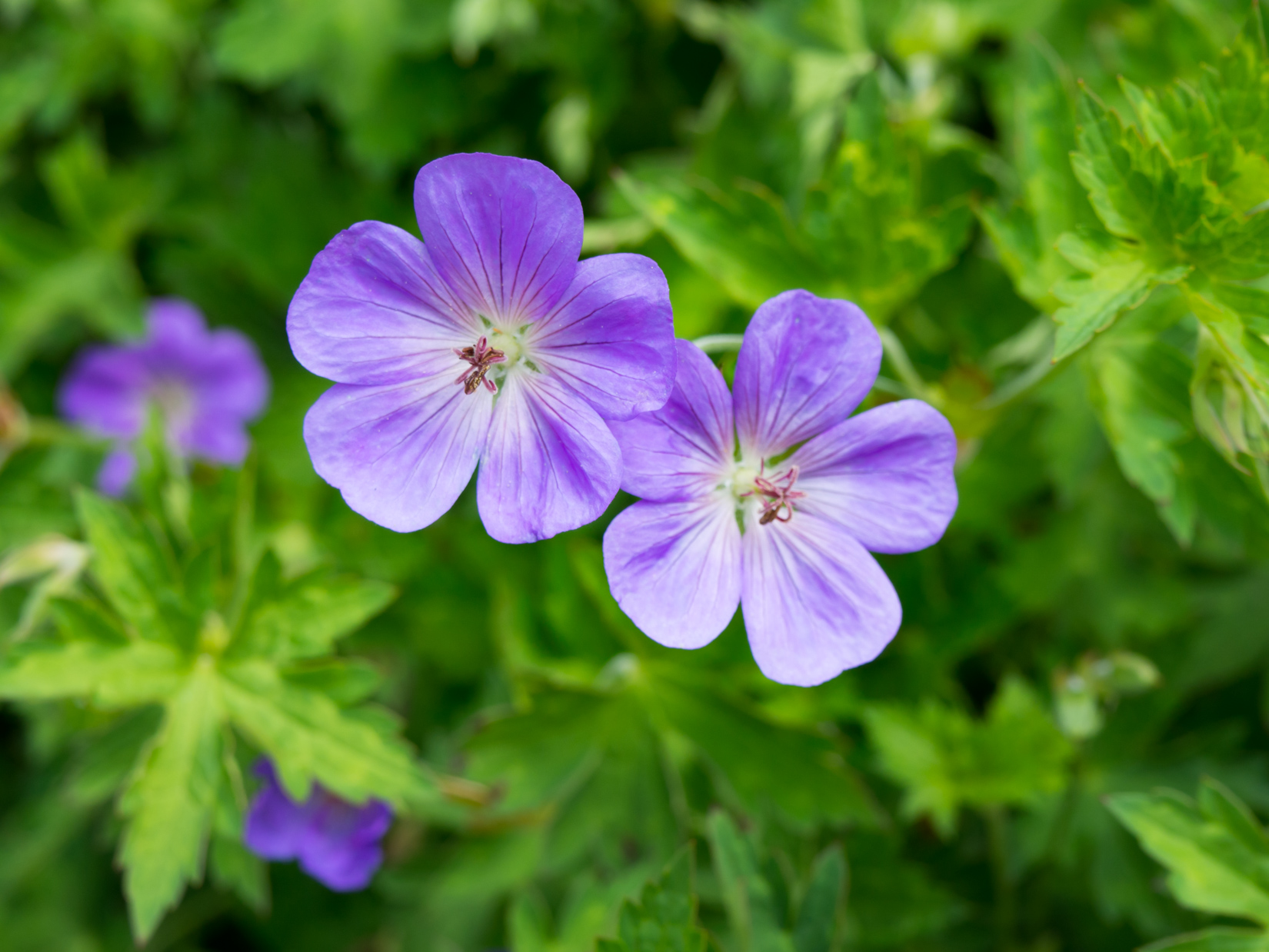 Purple Flowers – MMT