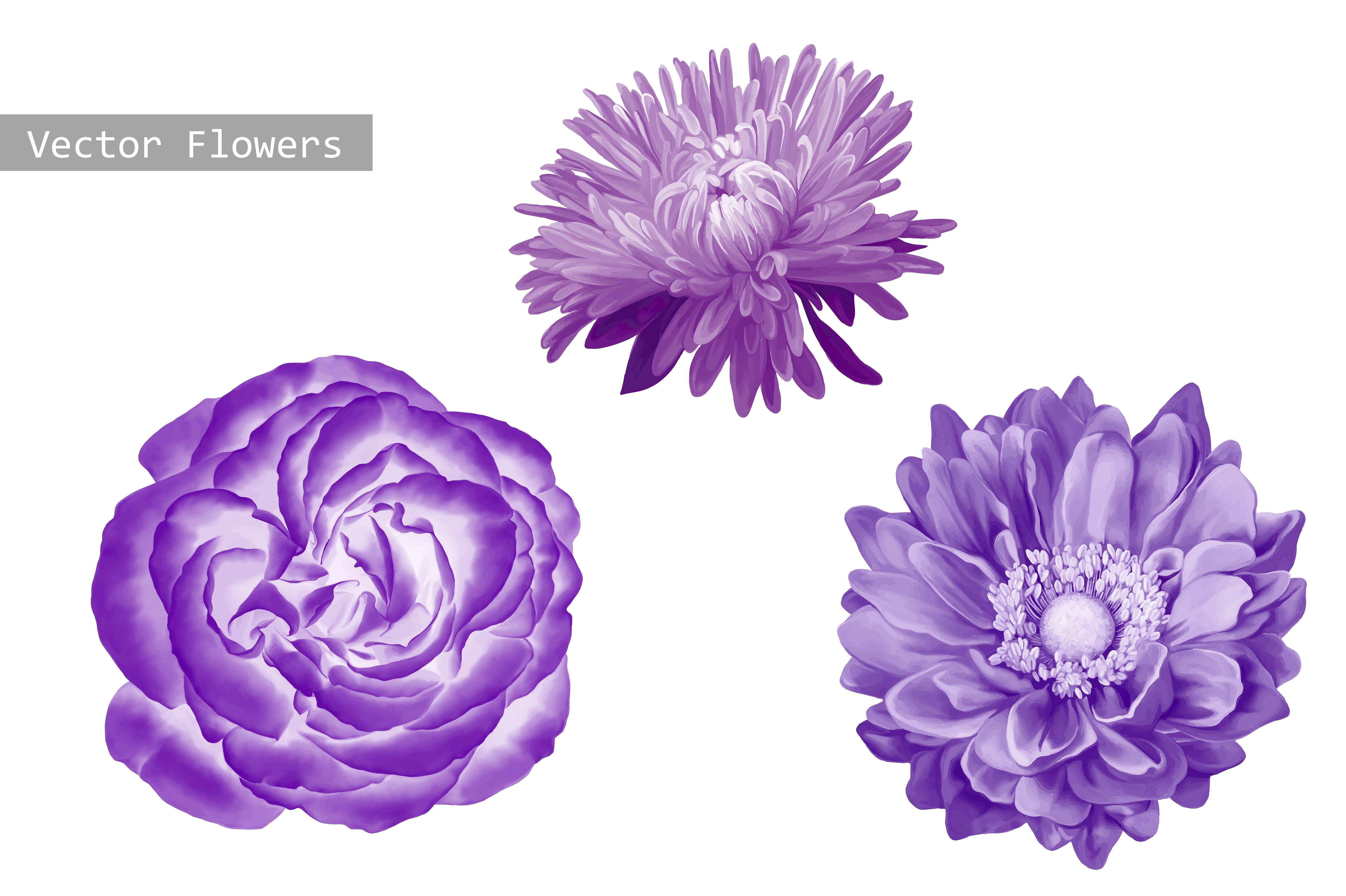 Purple Flowers: Aster, Rose, Dahlia. ~ Objects ~ Creative Market