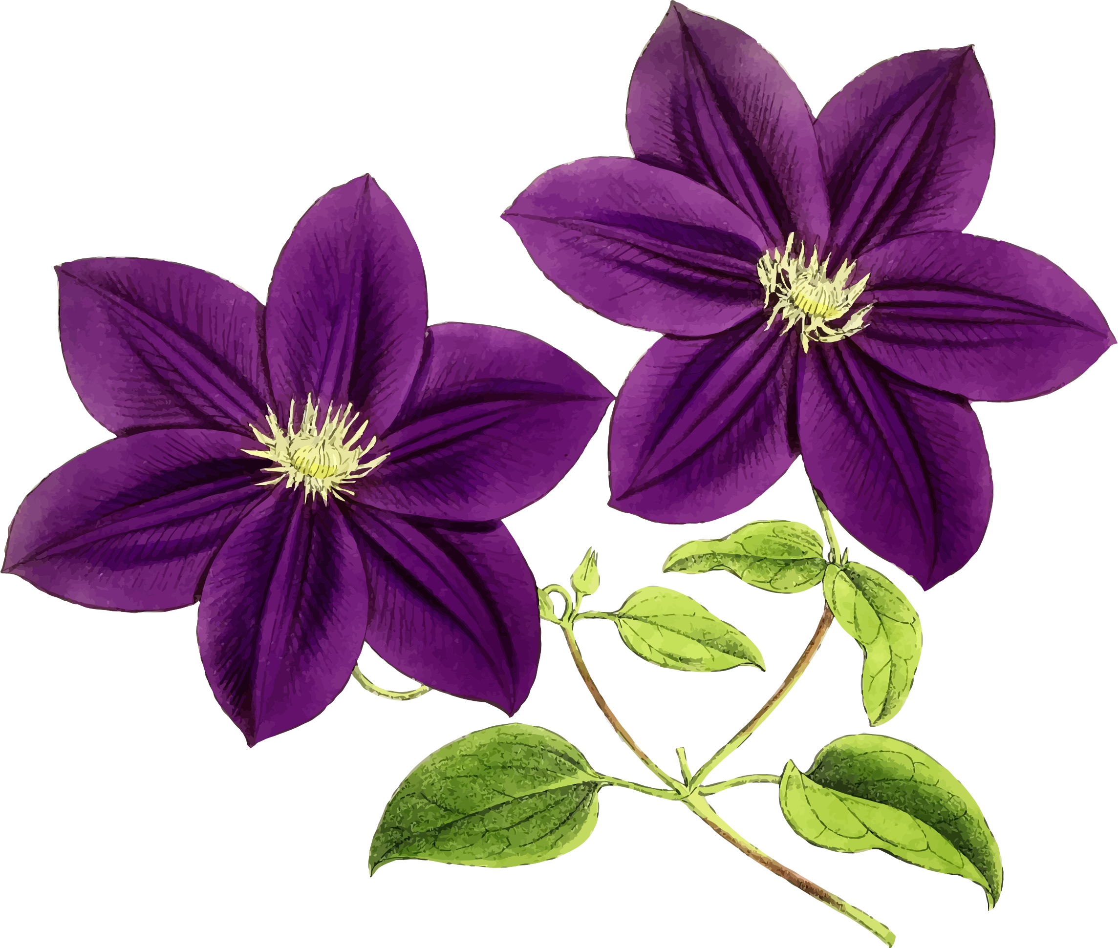 Clipart - Purple Flowers