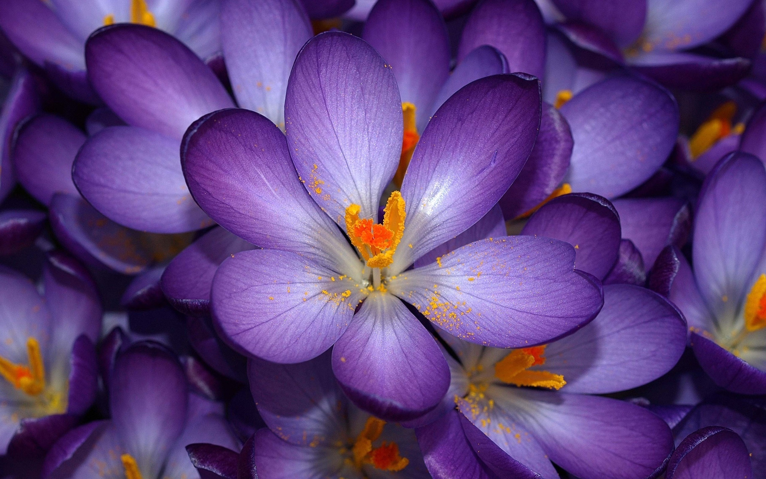 Purple Flowers 14036 2560x1600 px ~ HDWallSource.com