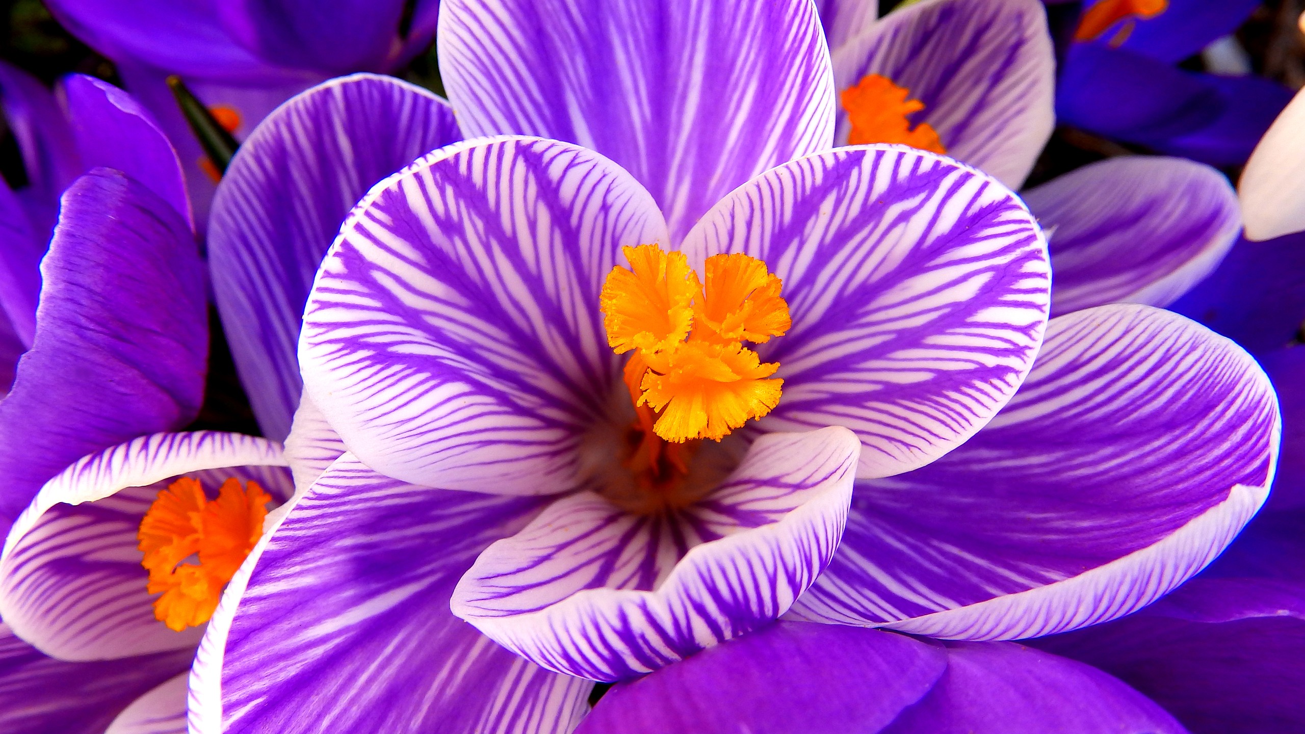 Wallpaper Crocus flower, Purple flower, HD, Flowers, #6730