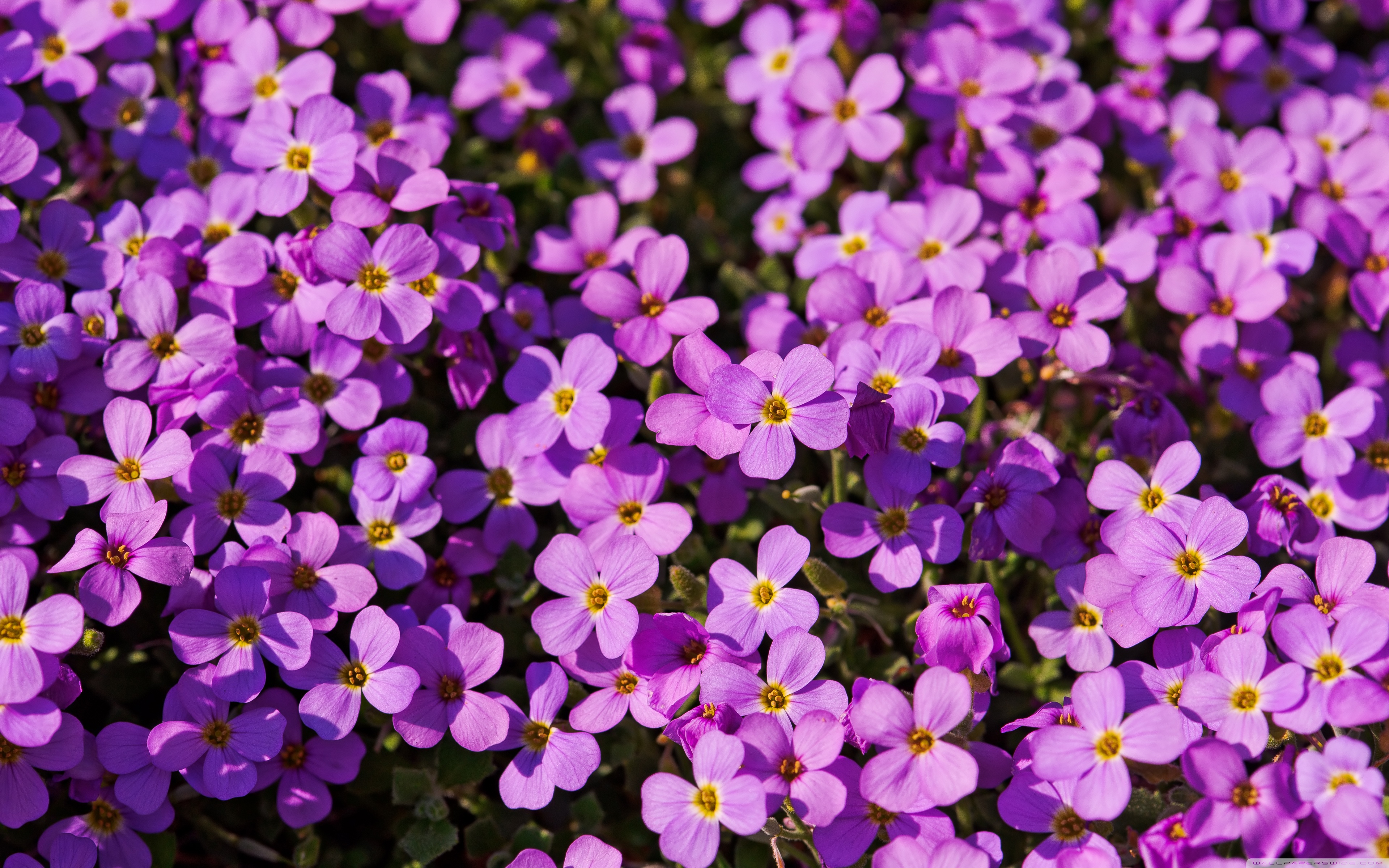 A Lot Of Purple Flowers ❤ 4K HD Desktop Wallpaper for 4K Ultra HD ...