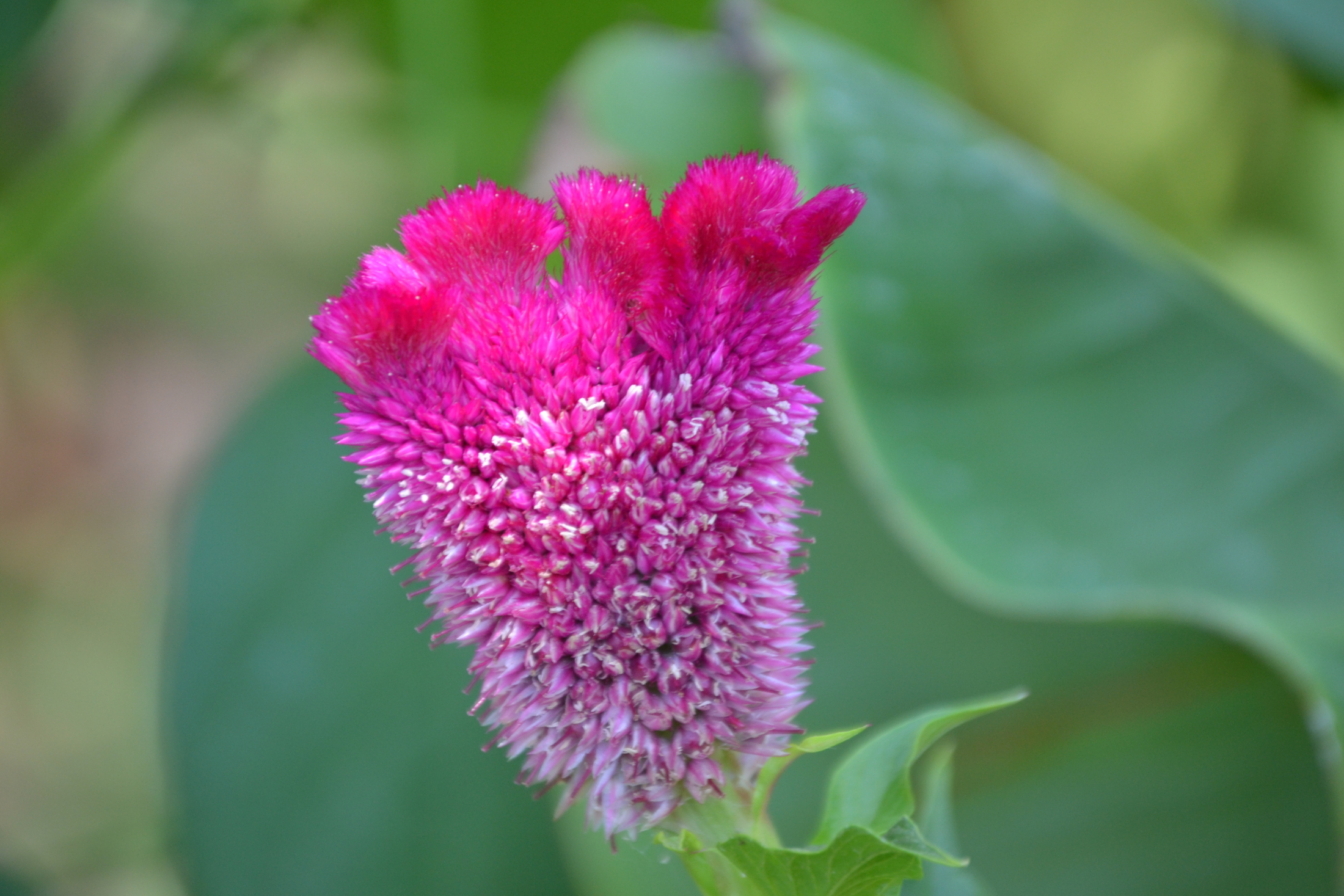 Purplish Pink Fuzzy Flower – Inspire4Art