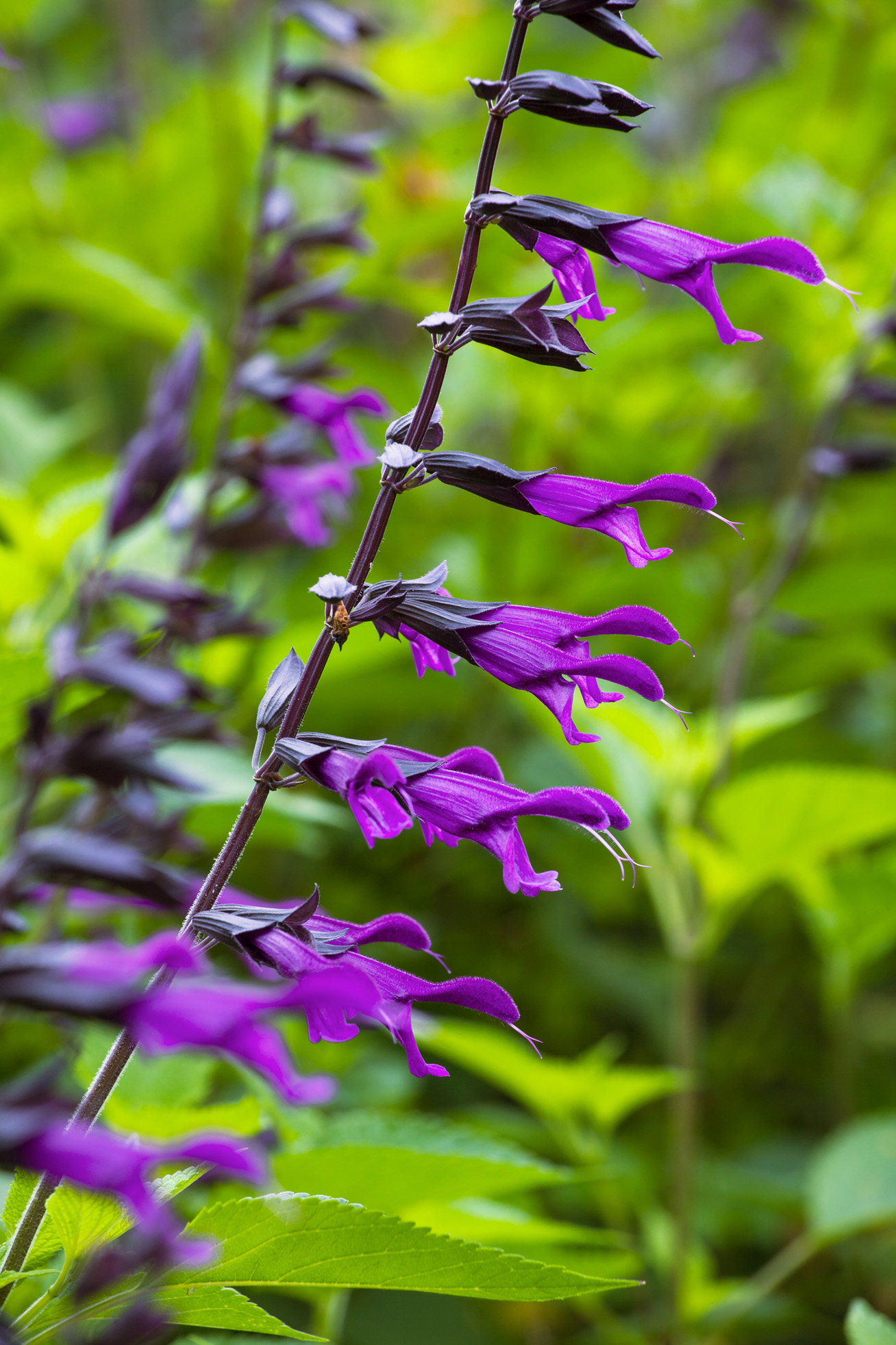 19 Flowers to Paint Your Garden Purple - Sunset Magazine